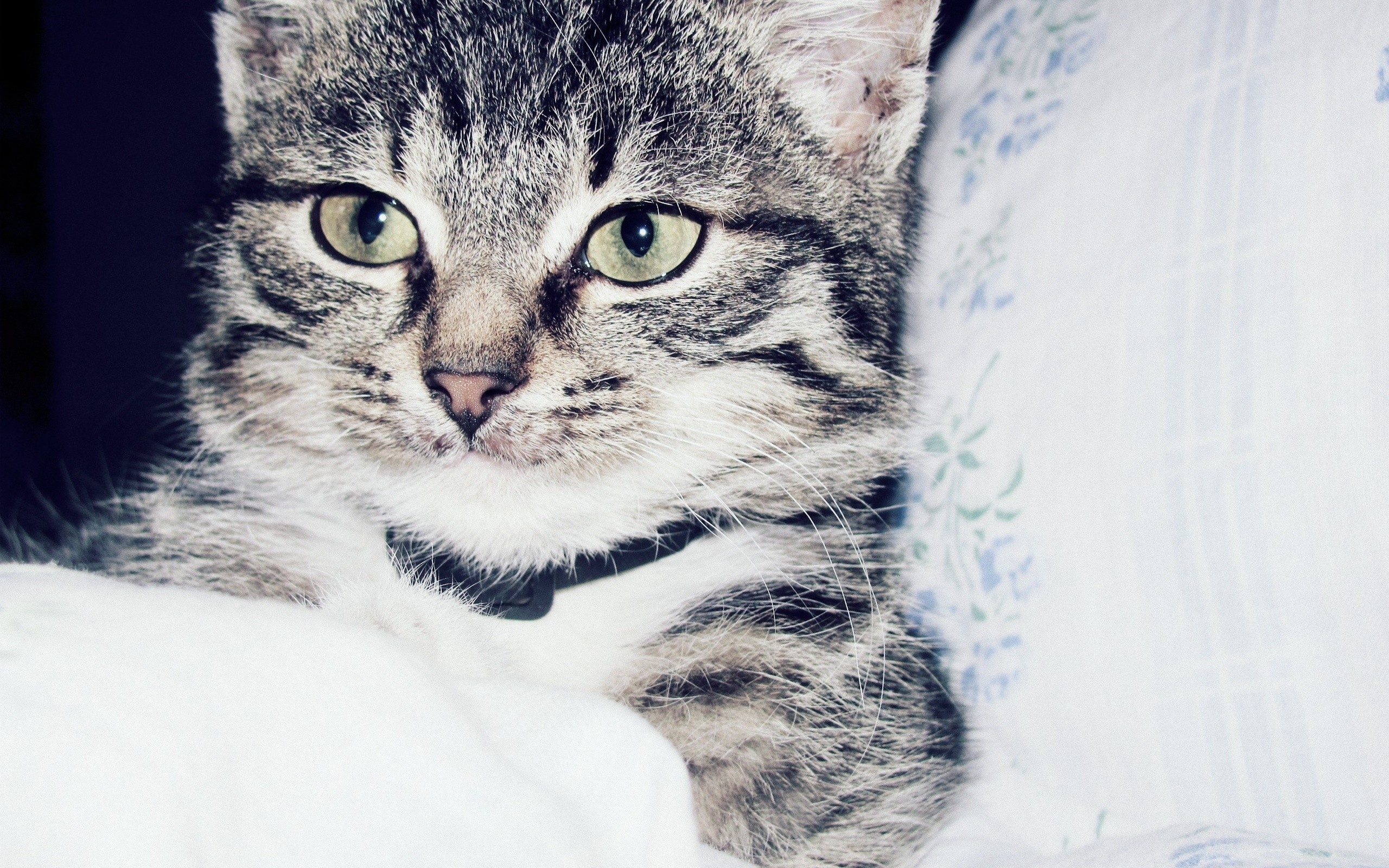 Wallpapers cat face striped on the desktop