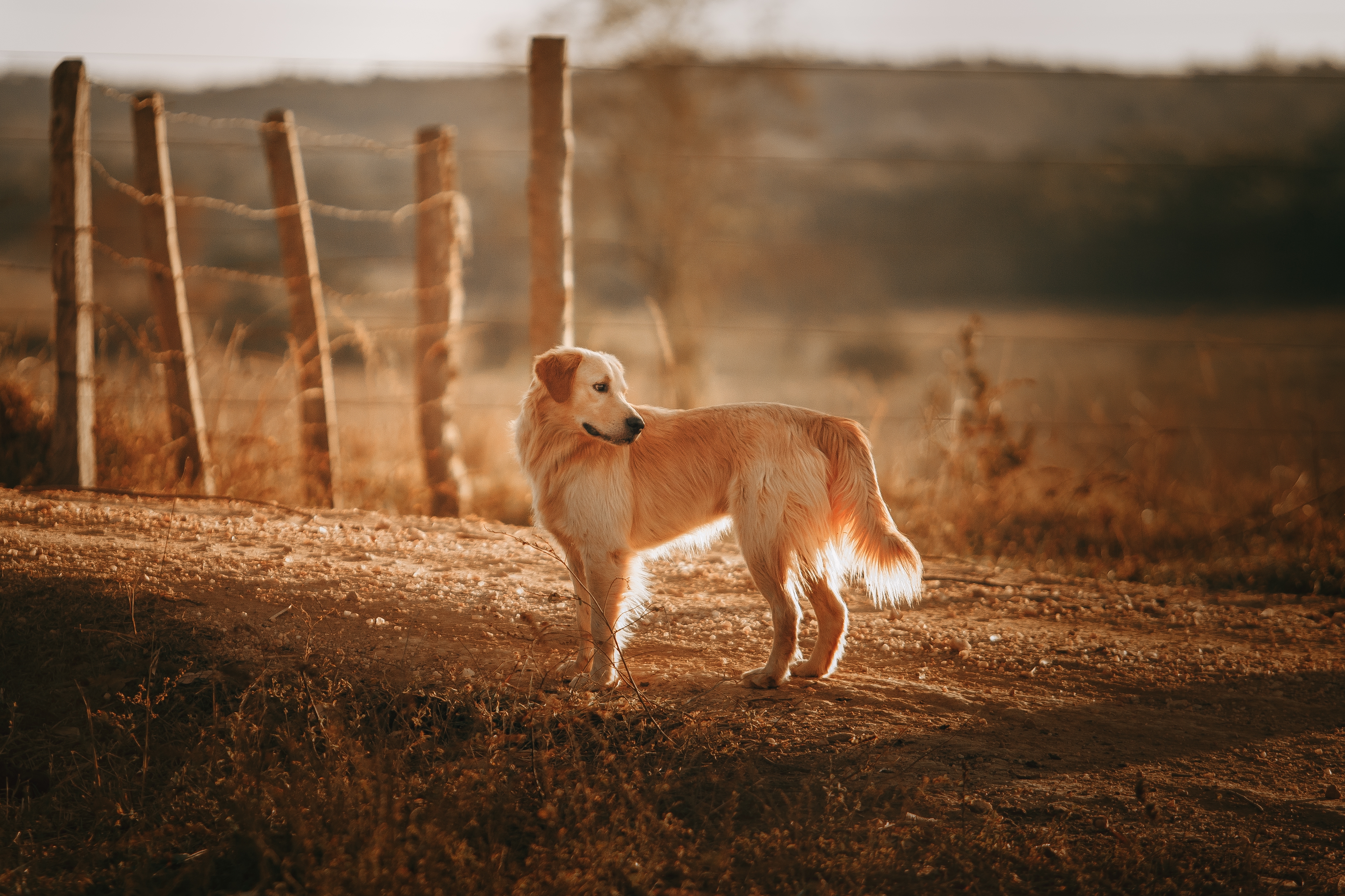 金色猎犬望着远方