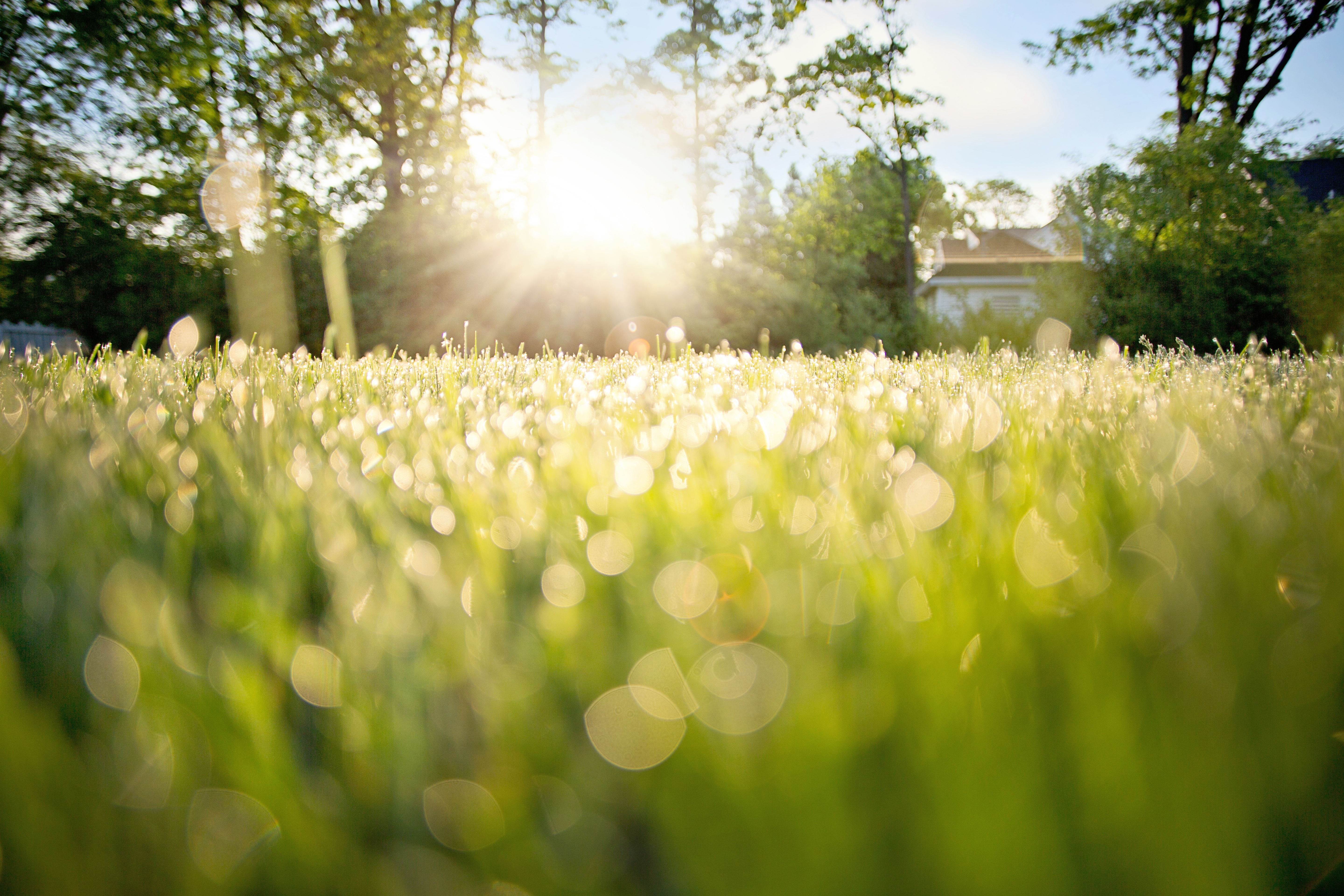 Free photo The sun`s rays gleam on the green grass