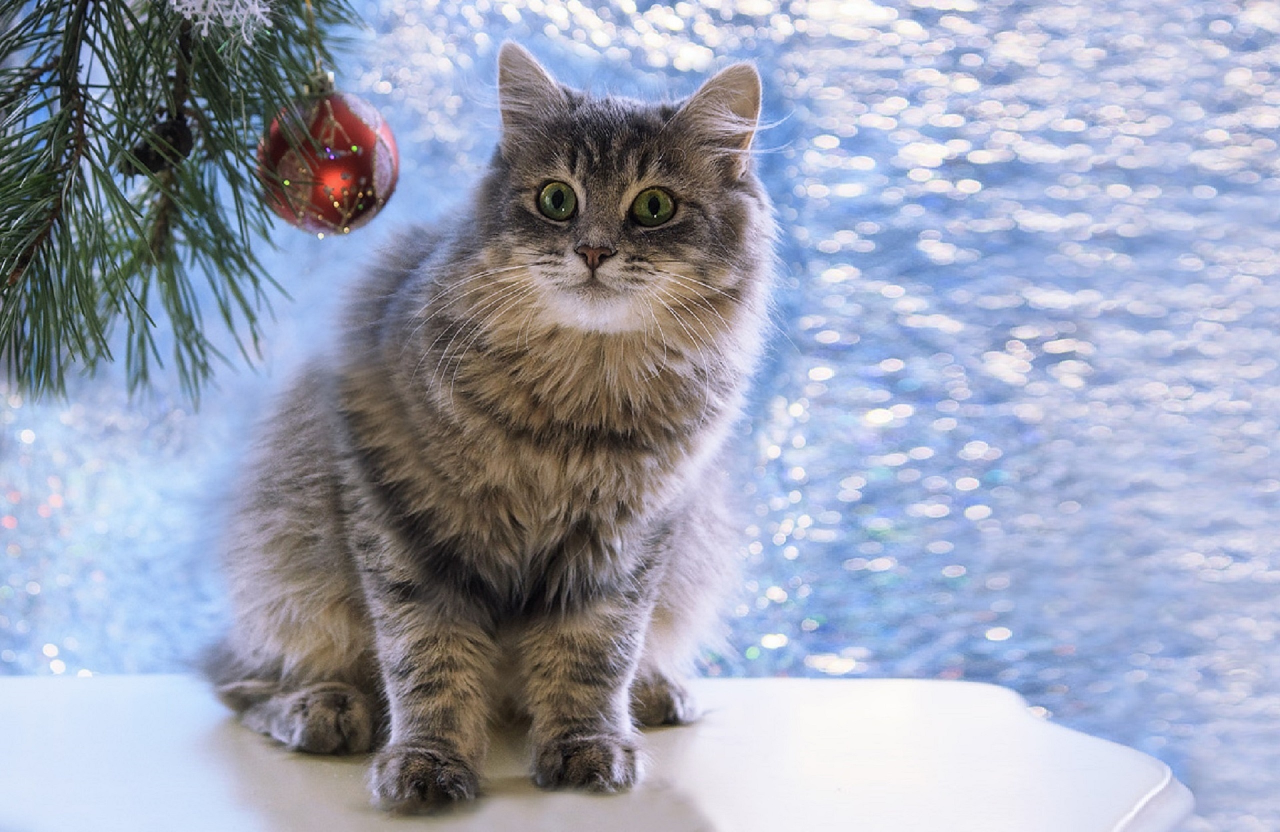 Зимние обои с котиками