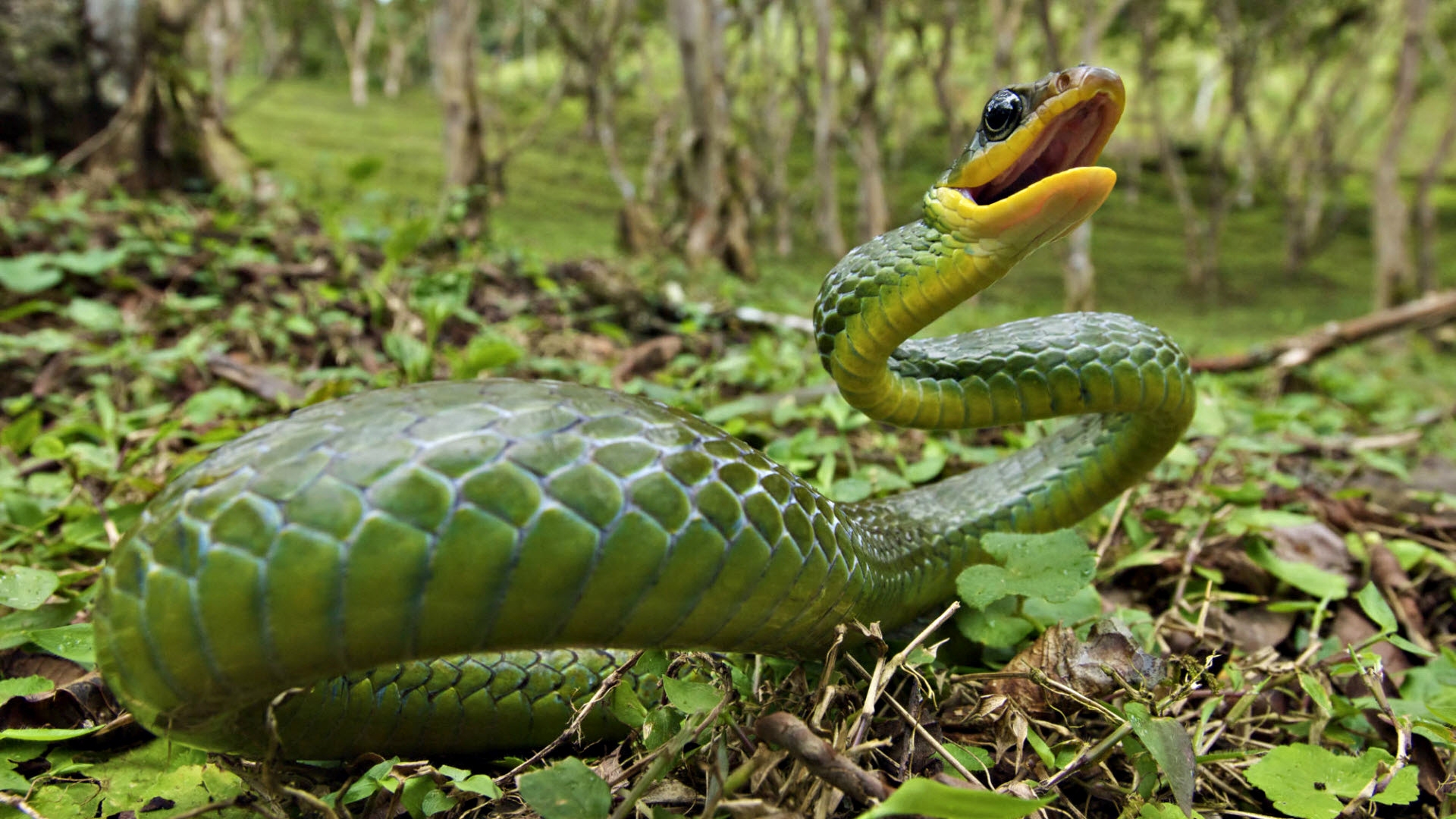 Free photo A little green snake in the grass.