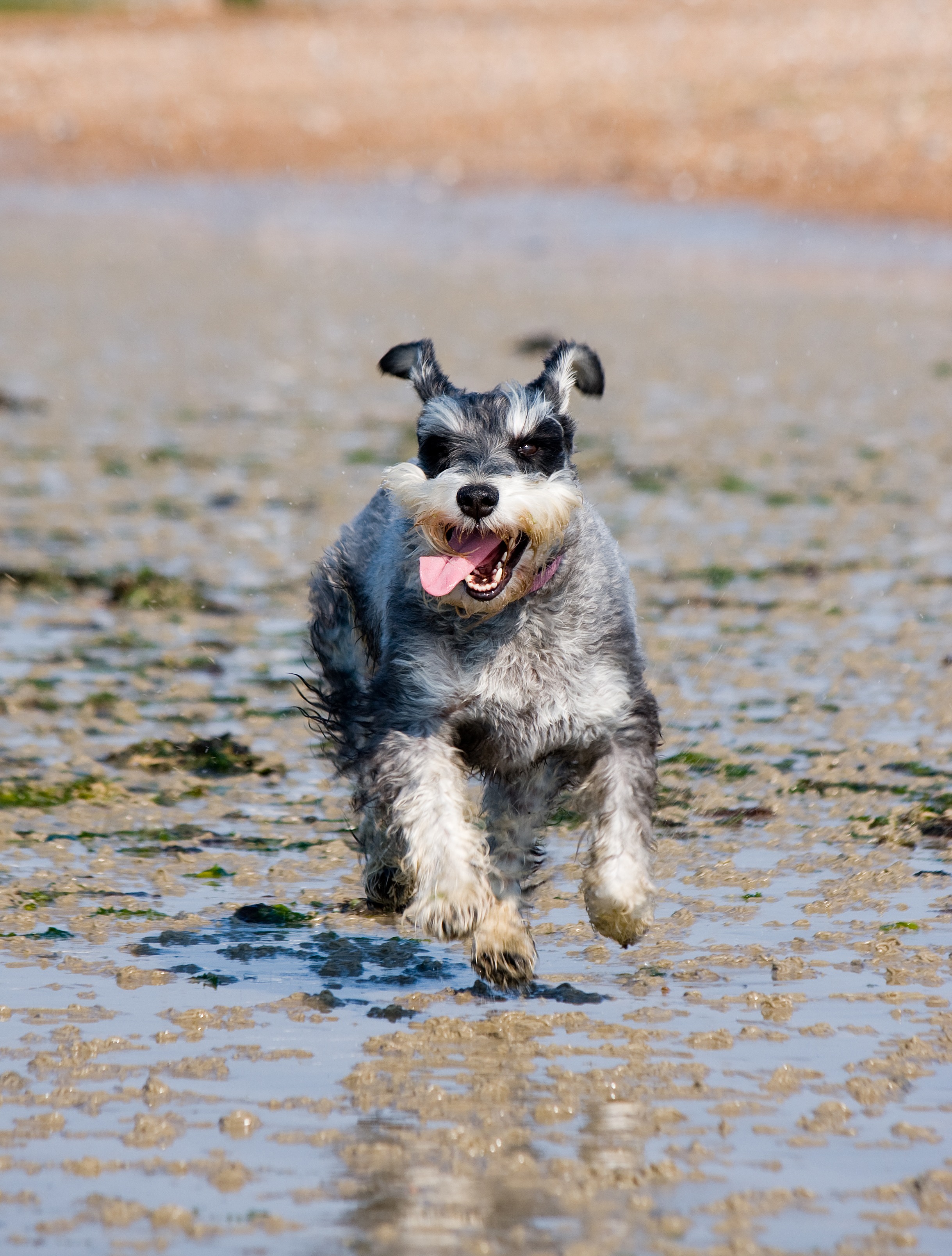 Free photo A happy puppy running through the puddles.