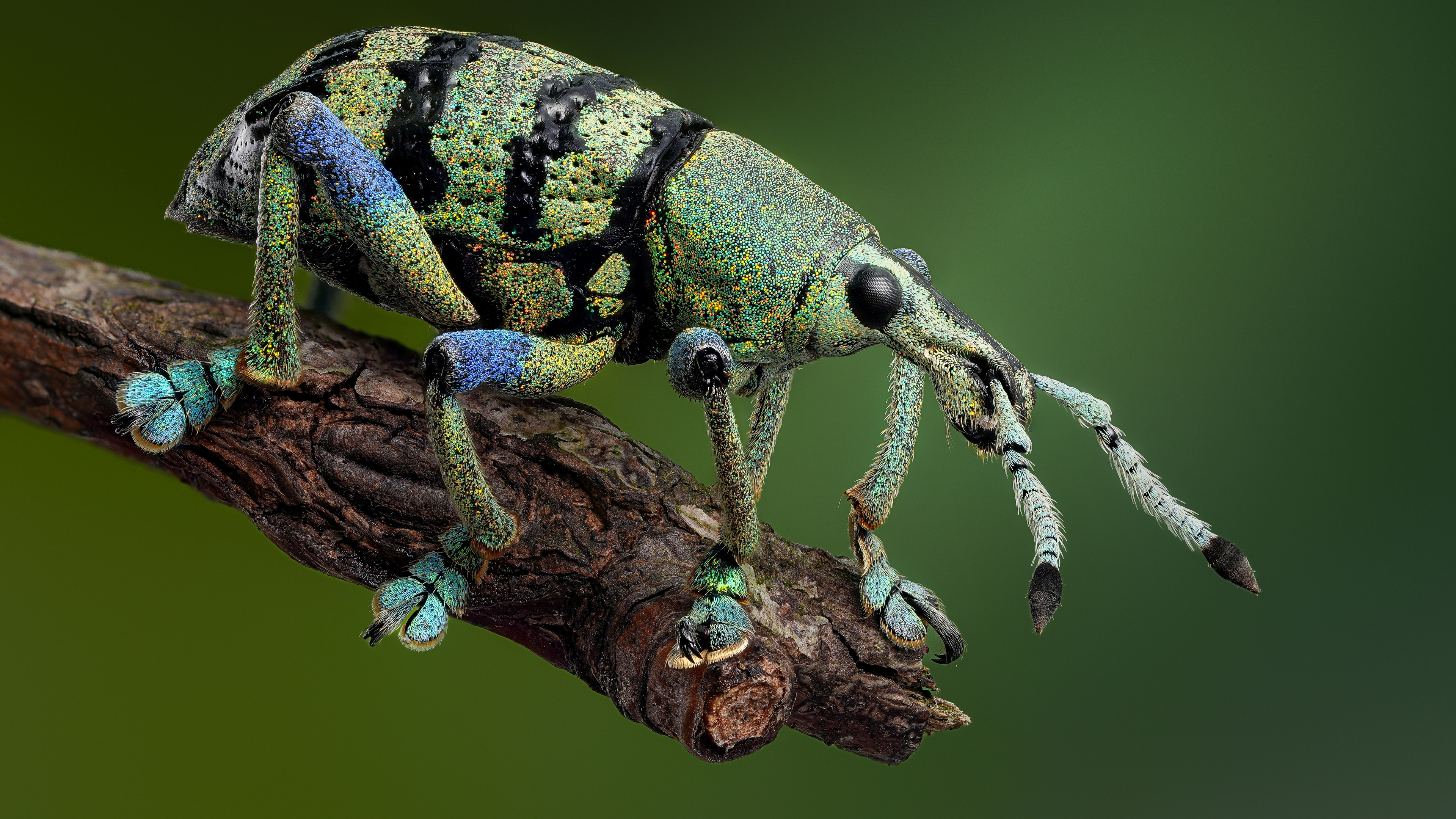 Маленький жук на конце ветки.