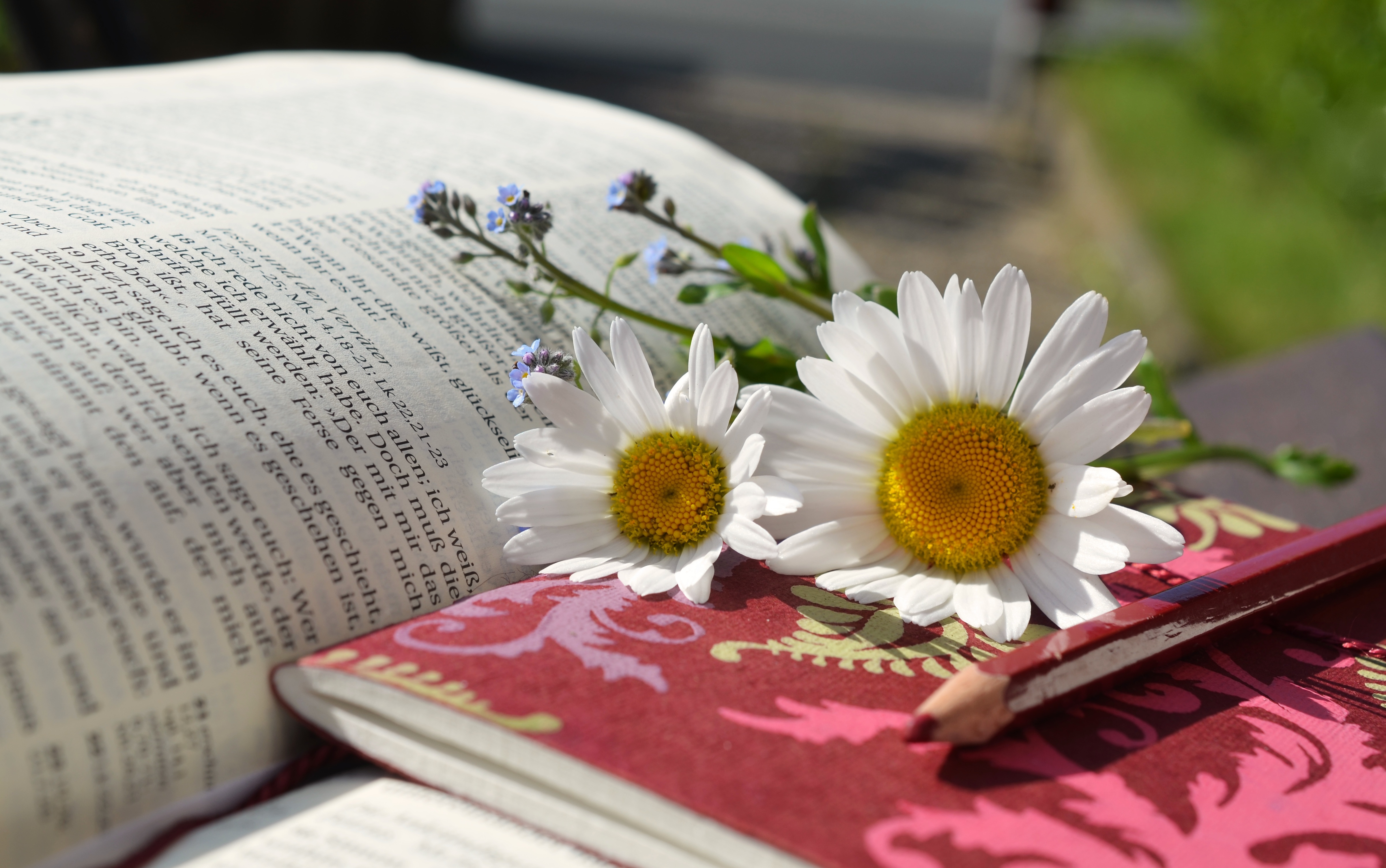 Wallpapers book read plant on the desktop