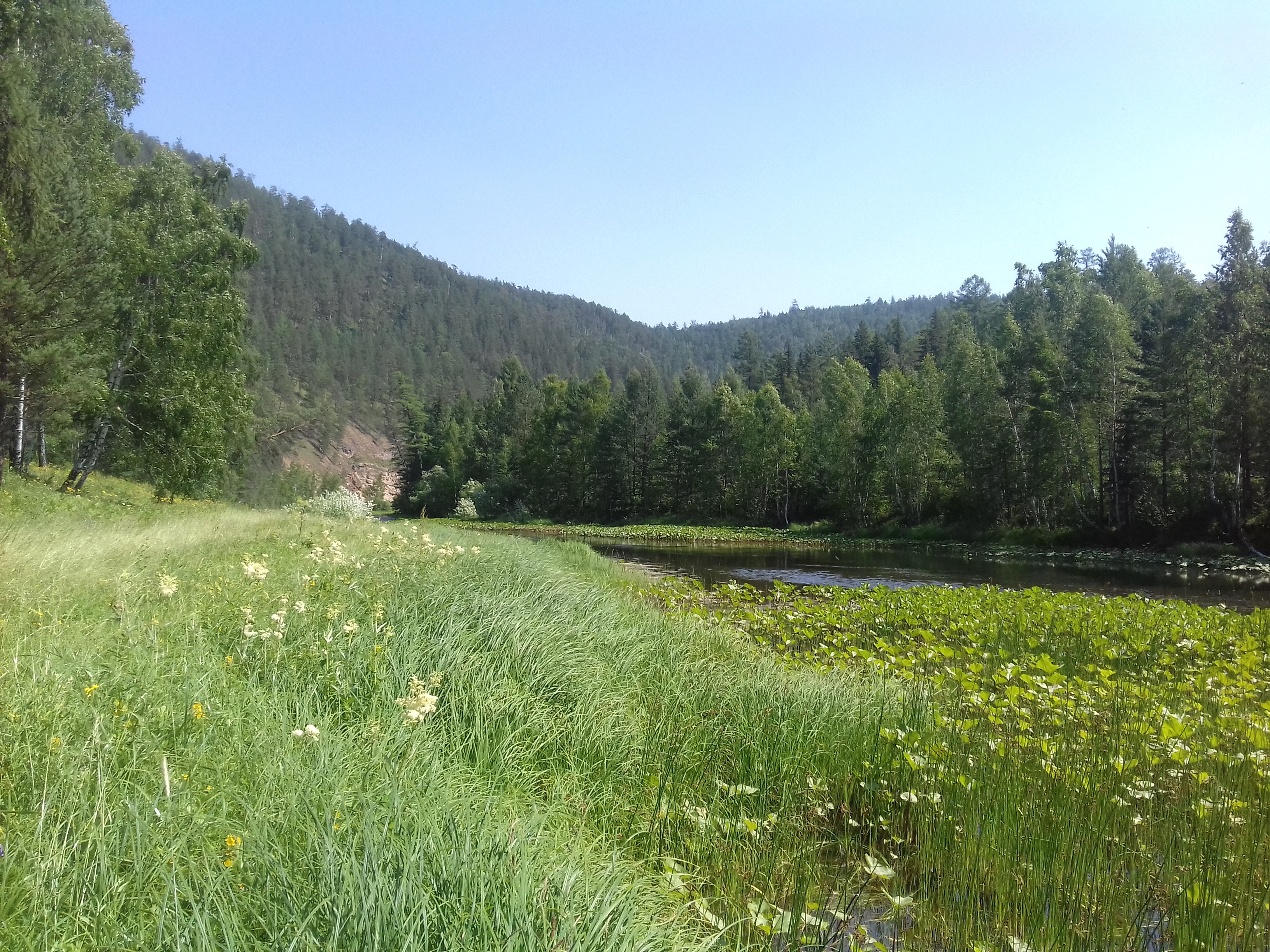 Free photo Overgrown river bank in Siberia