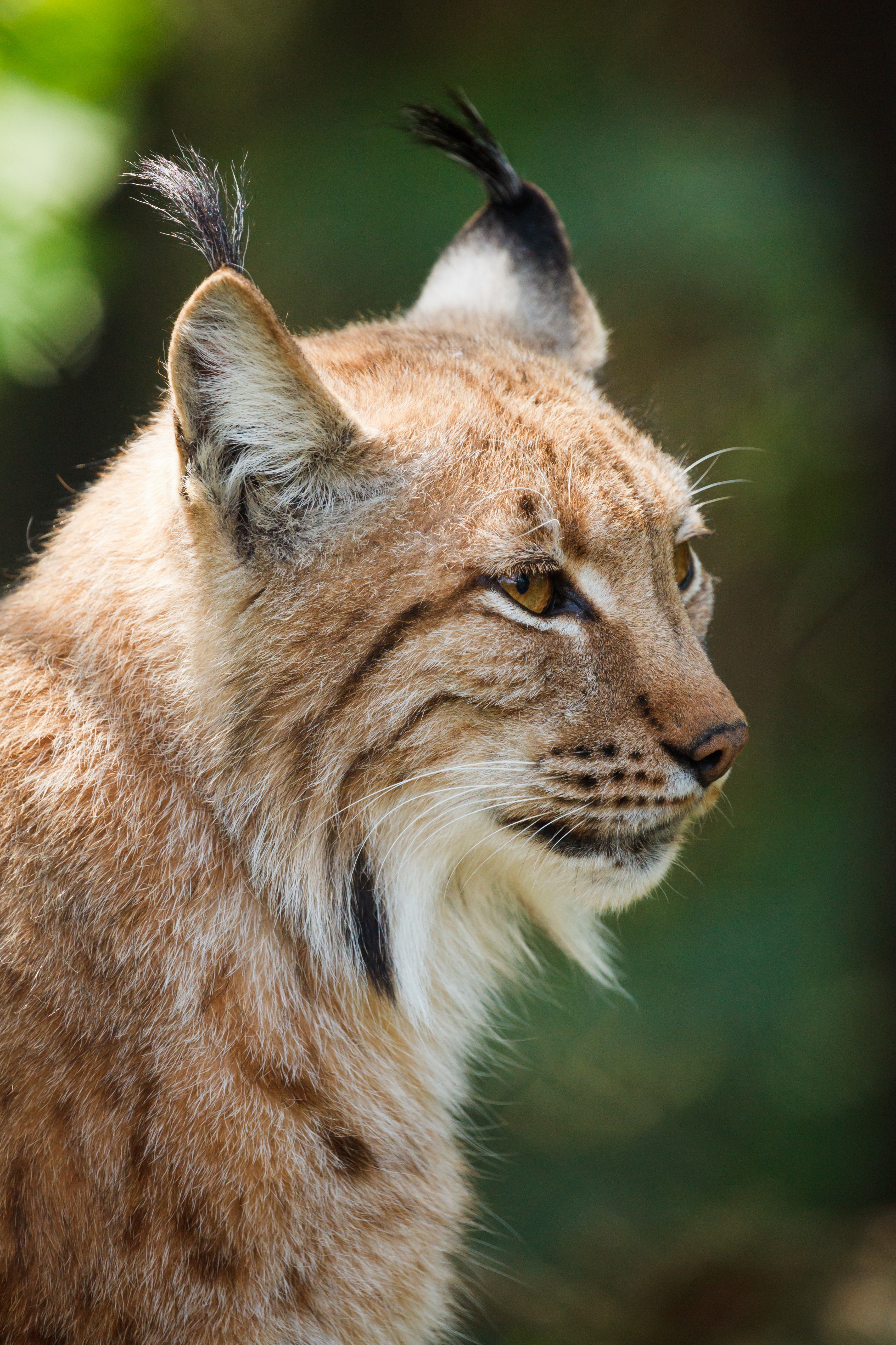 Free photo Portrait of a lynx