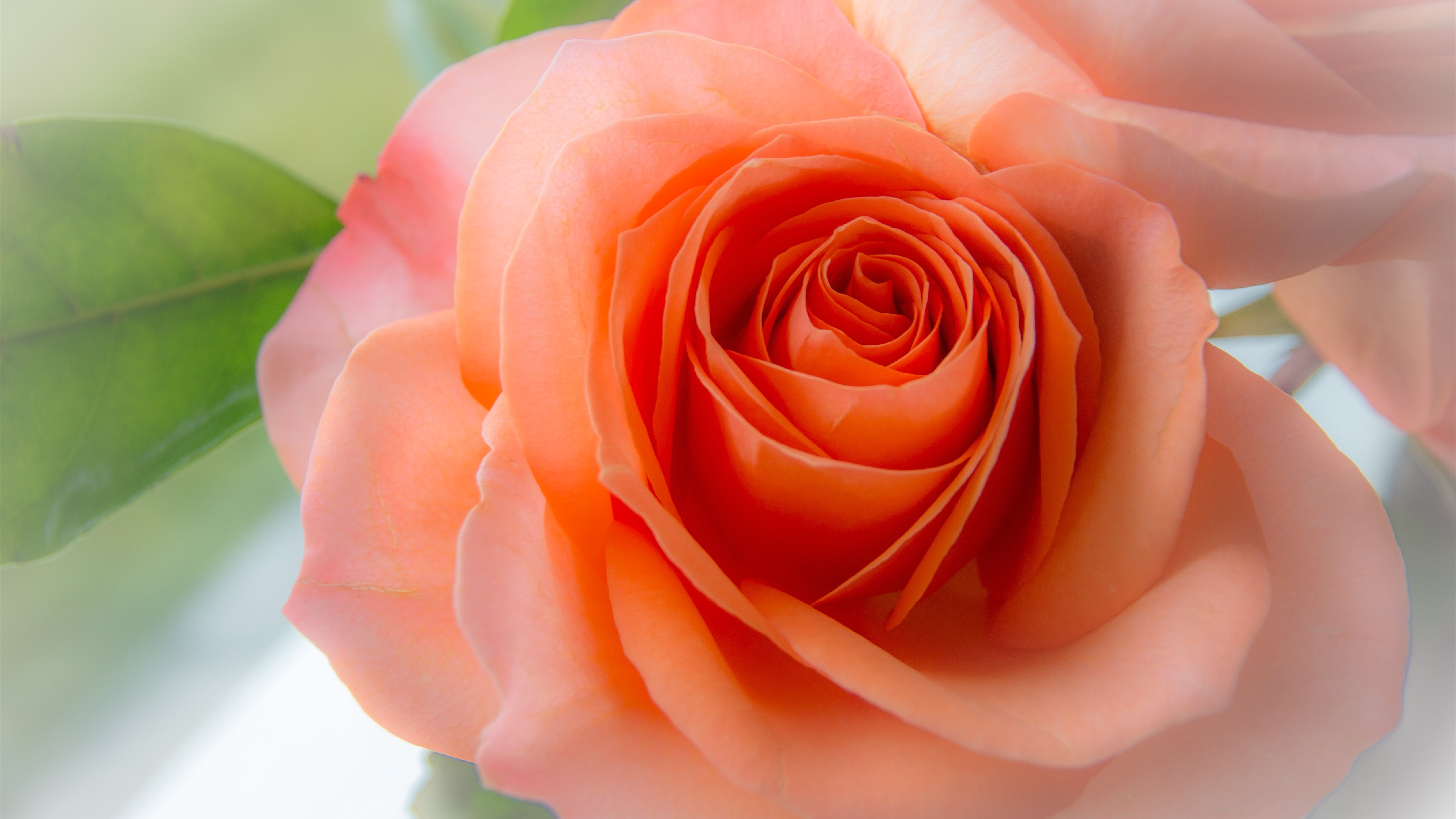 Free photo Orange Rosebud