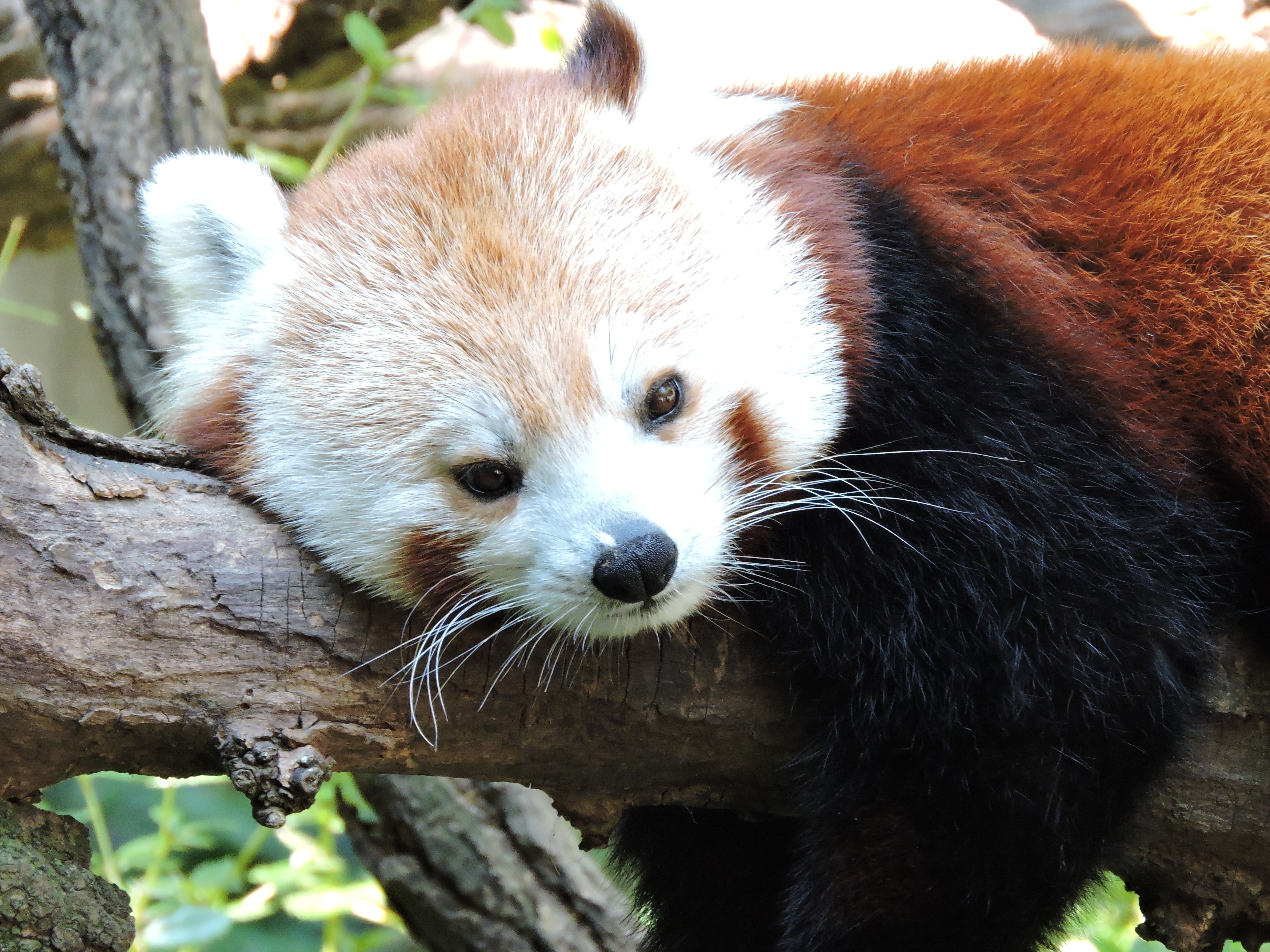 Free photo Portrait of the red panda