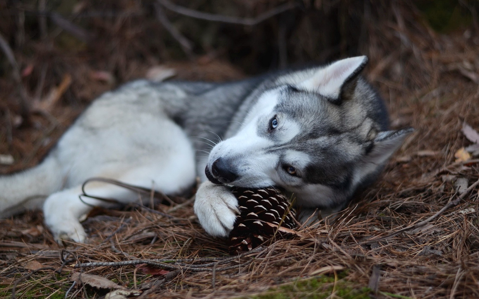 Free photo Husky playing with a lump