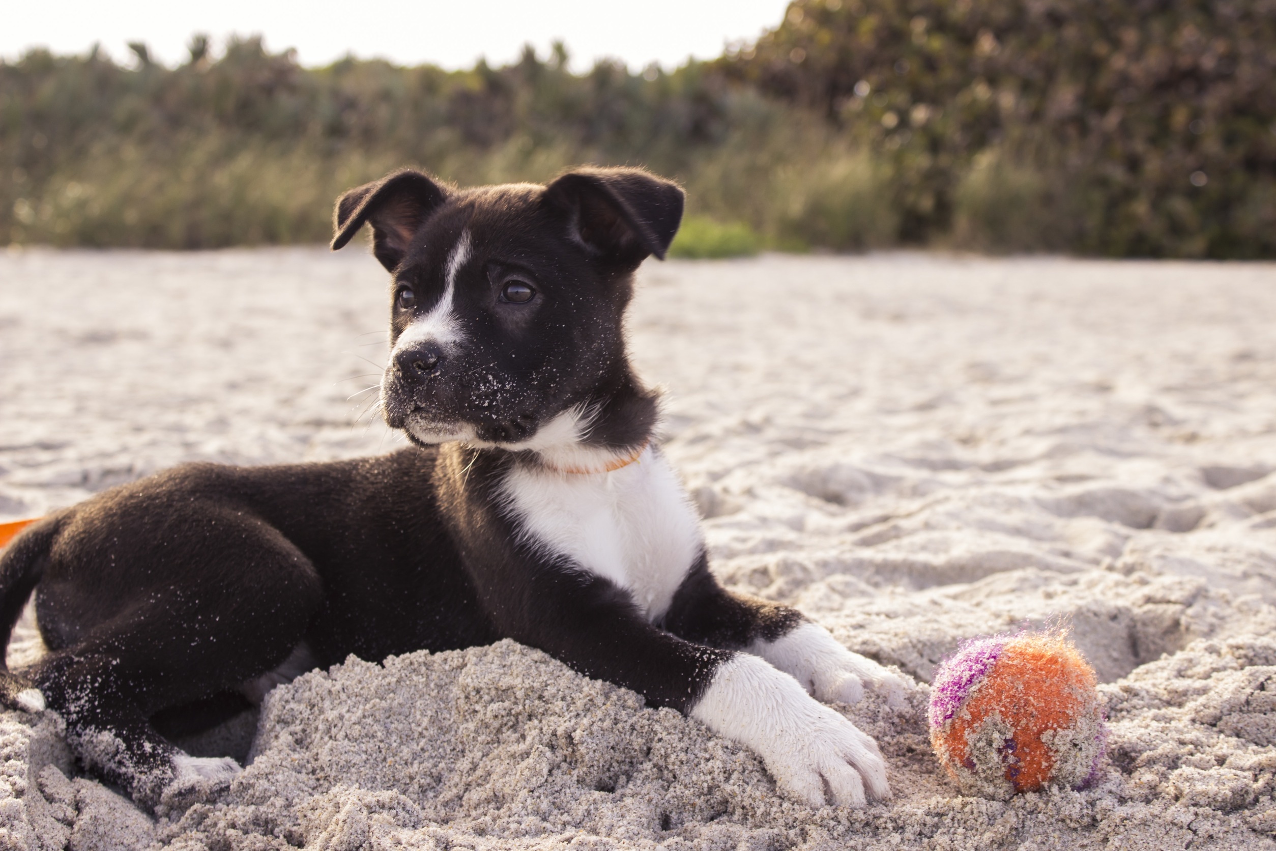 Free photo A lop-eared puppy playing with a ball in the sand