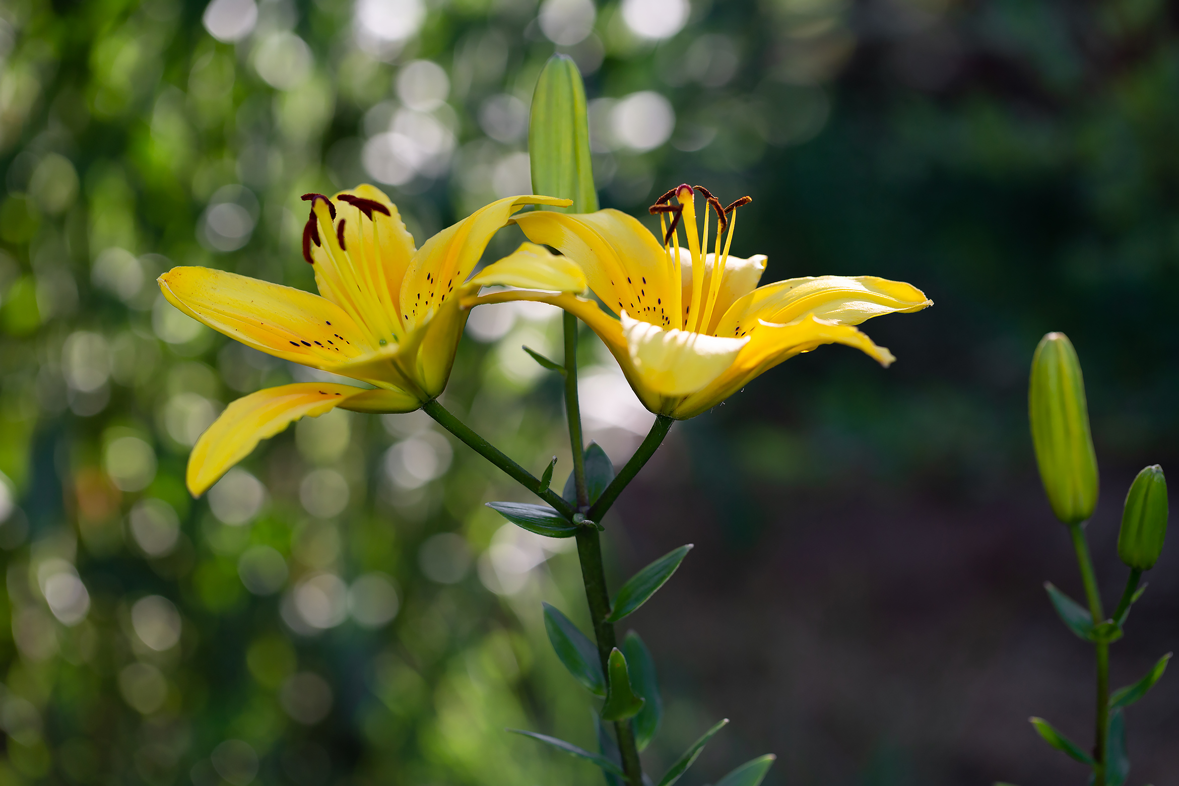 免费照片黄百合