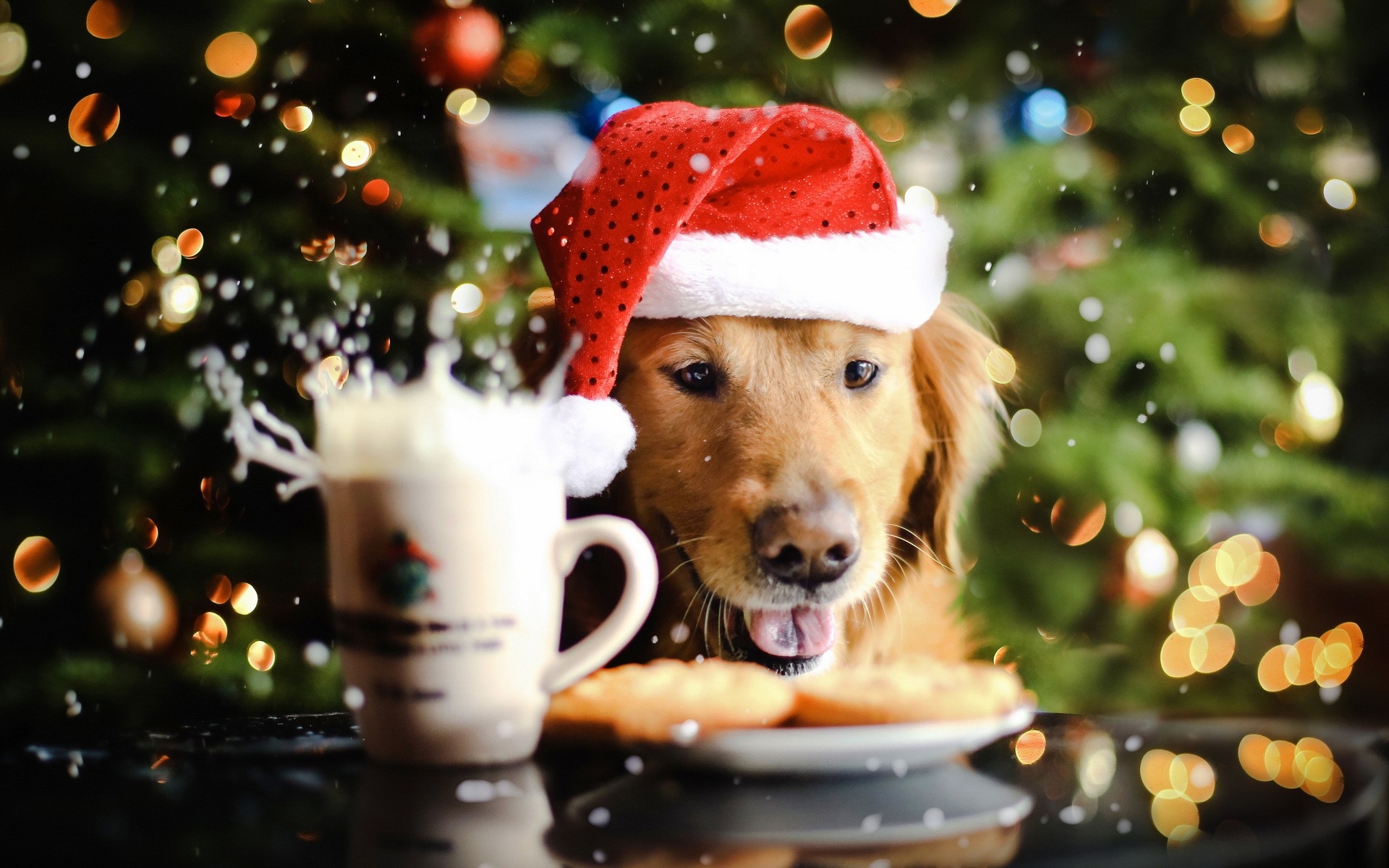 Free photo A dog wearing a New Year`s hat of Santa Claus.