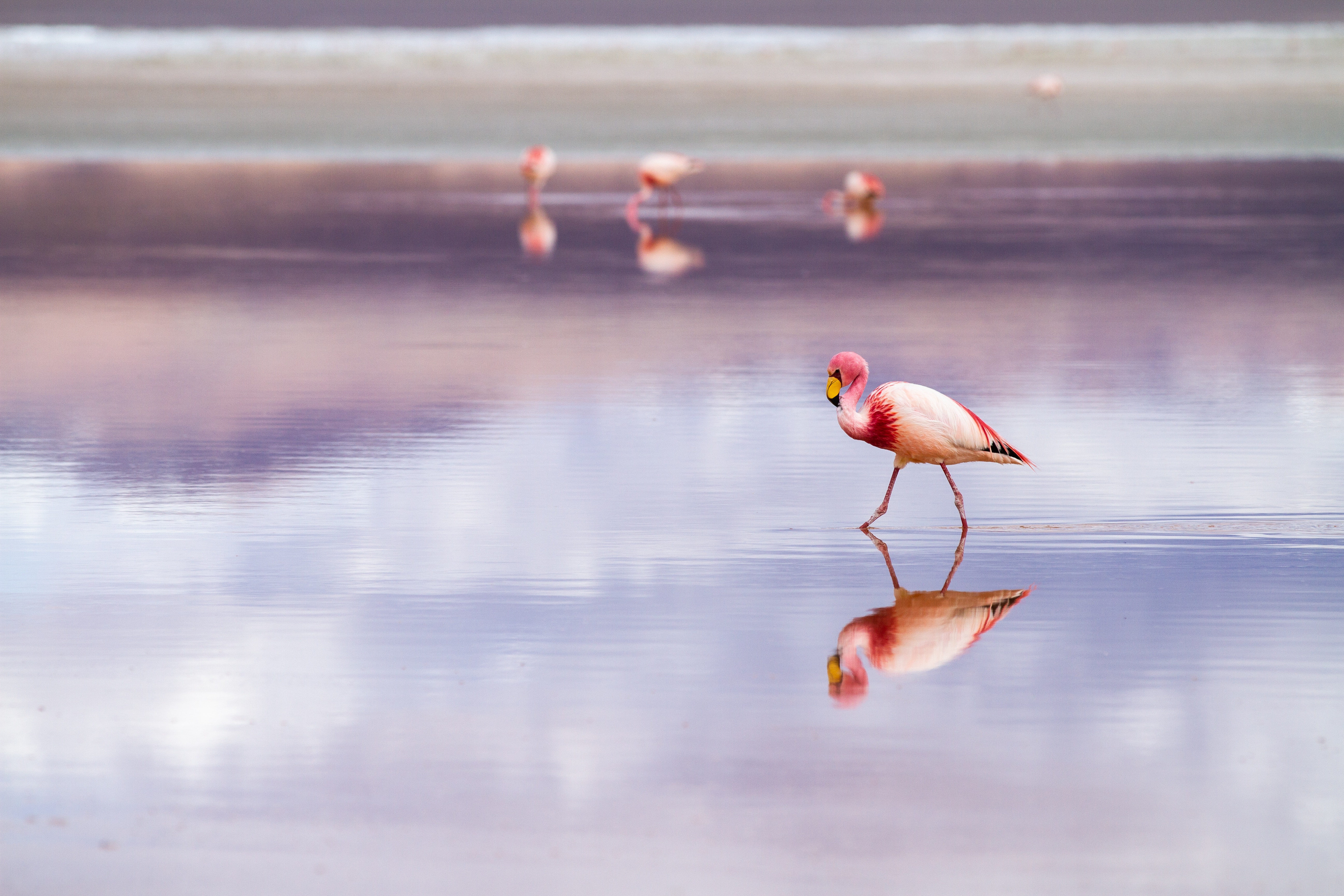 Flamingo walking down the river