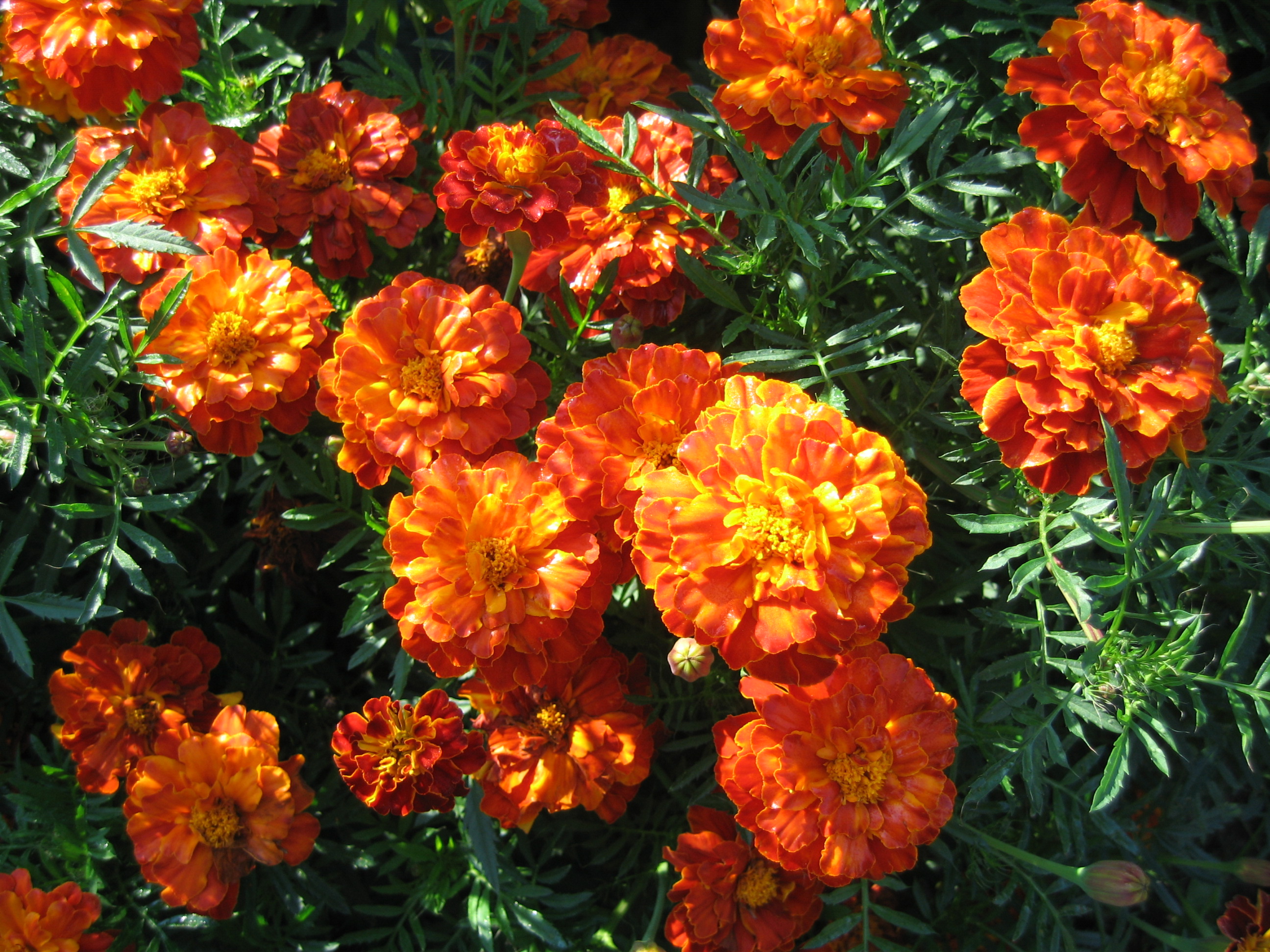 Free photo Velveteen (lat. Tagetes)