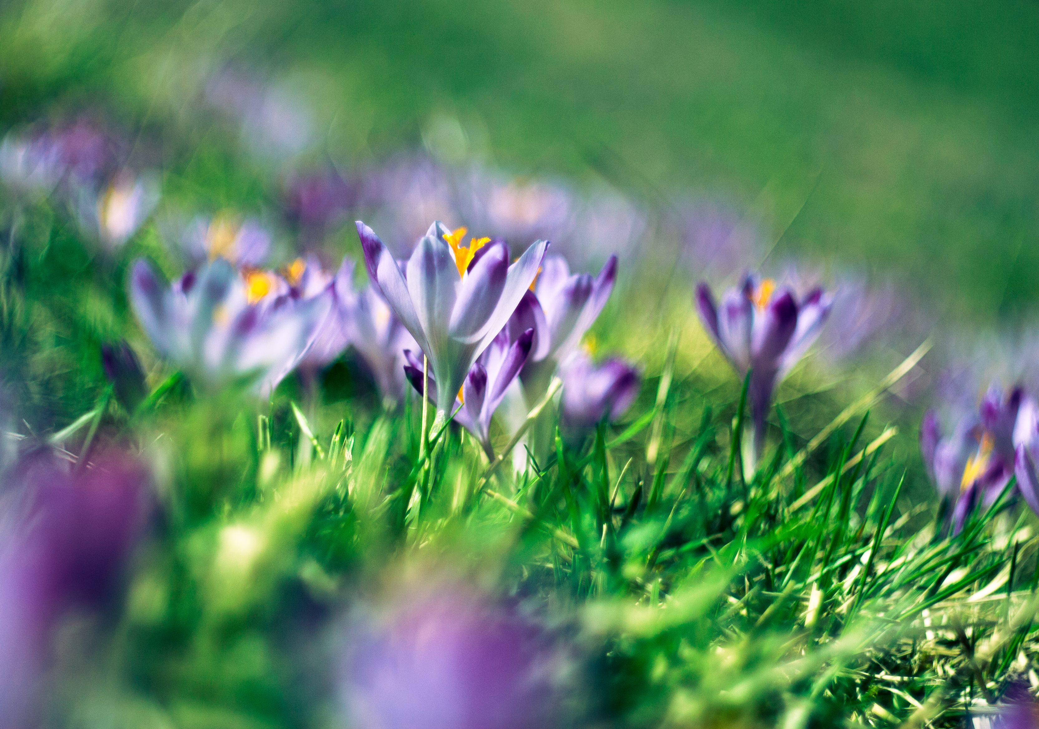 Wallpapers flower flowers terrestrial plant on the desktop