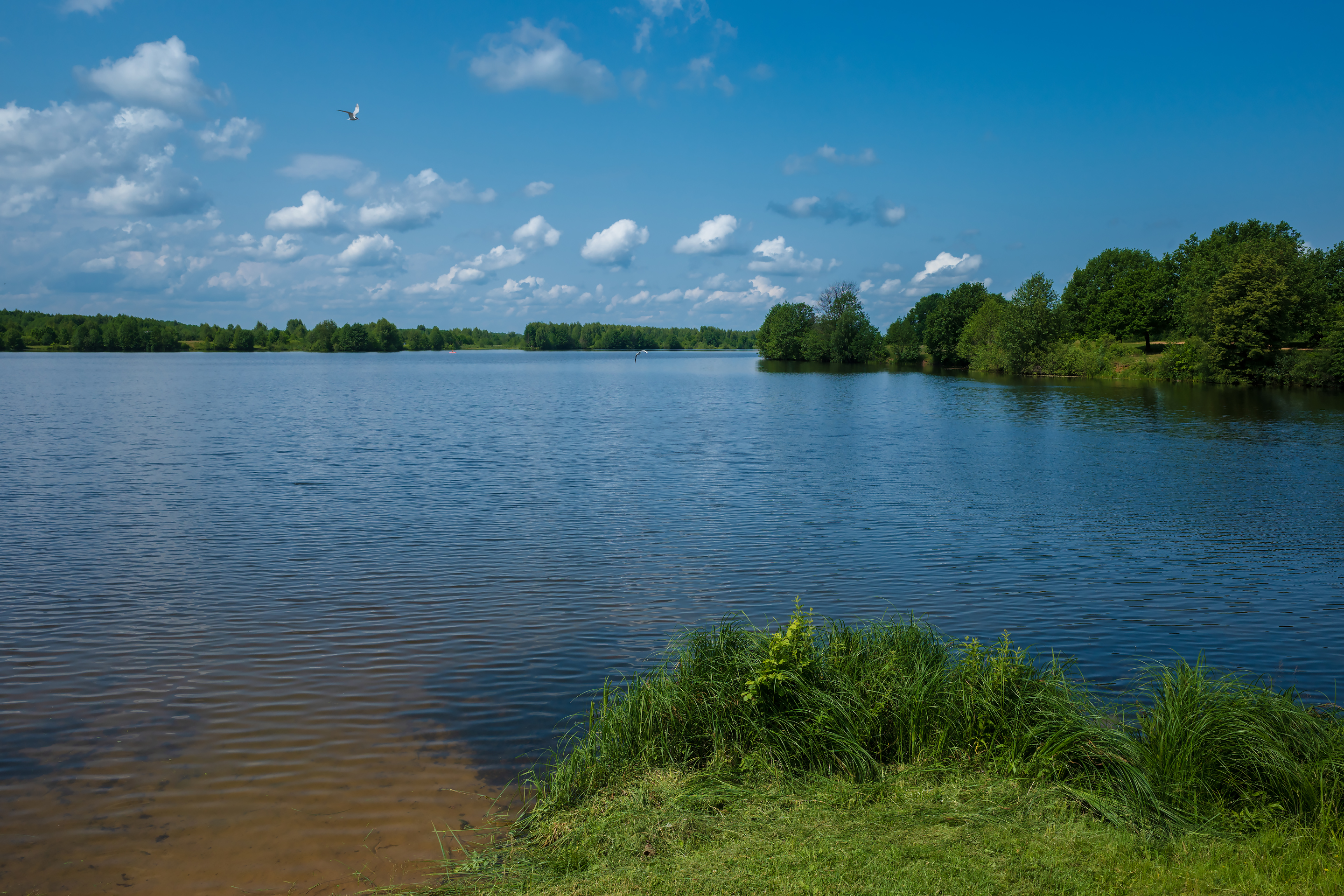 Летняя природа на озере