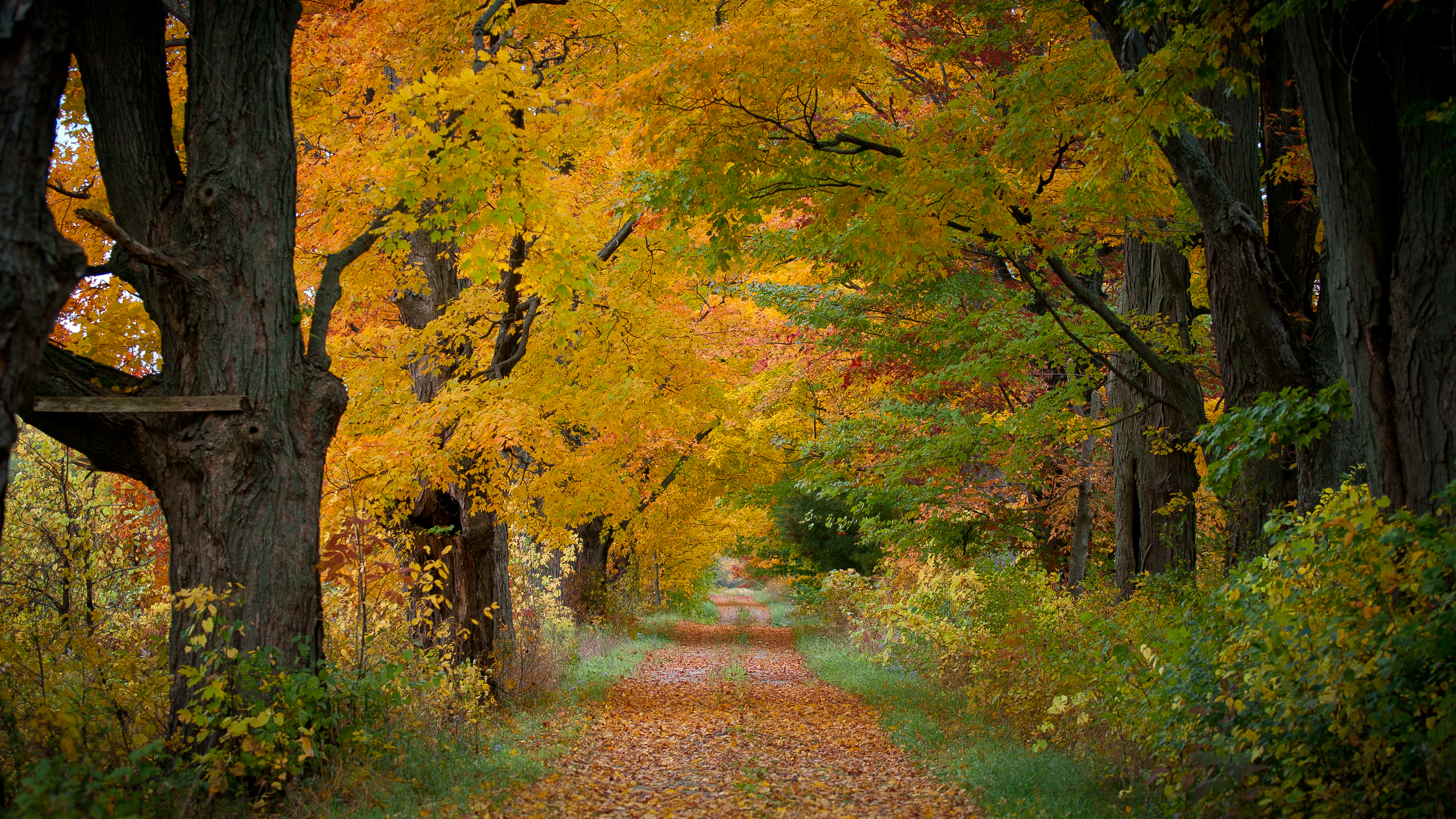 Free photo Wallpapers autumn colors, forest on the phone high quality