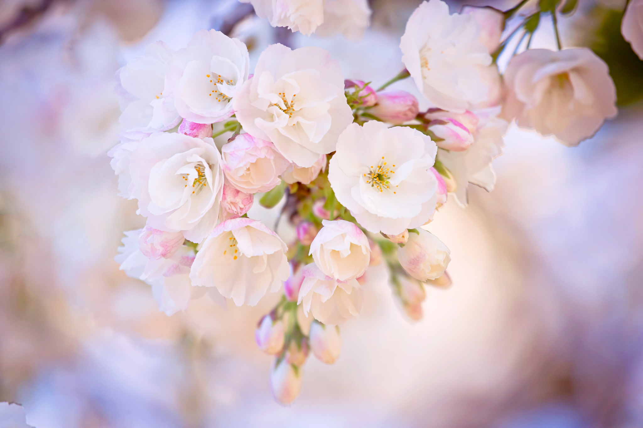 Free photo White small flowers on one branch