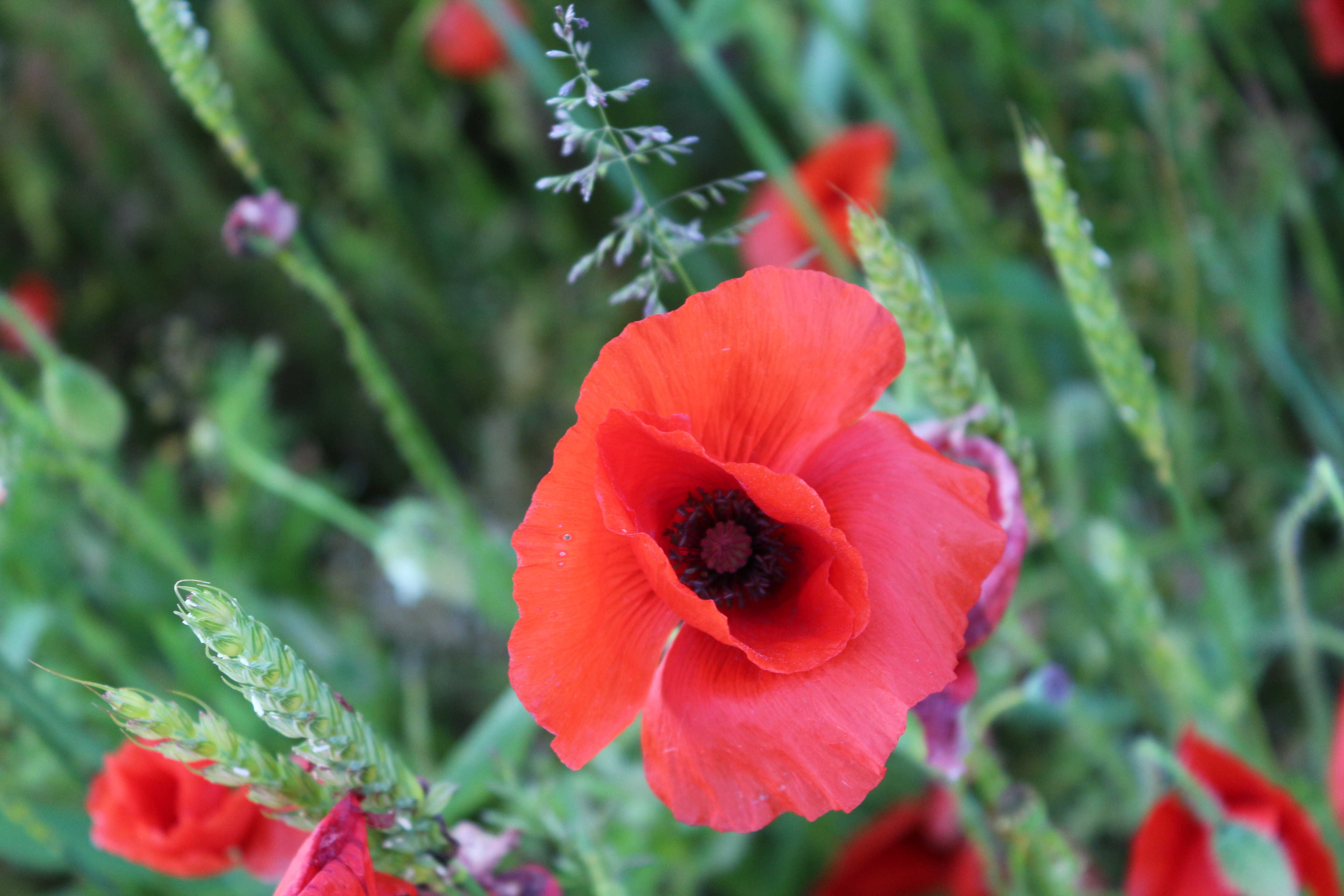 Free photo Red July