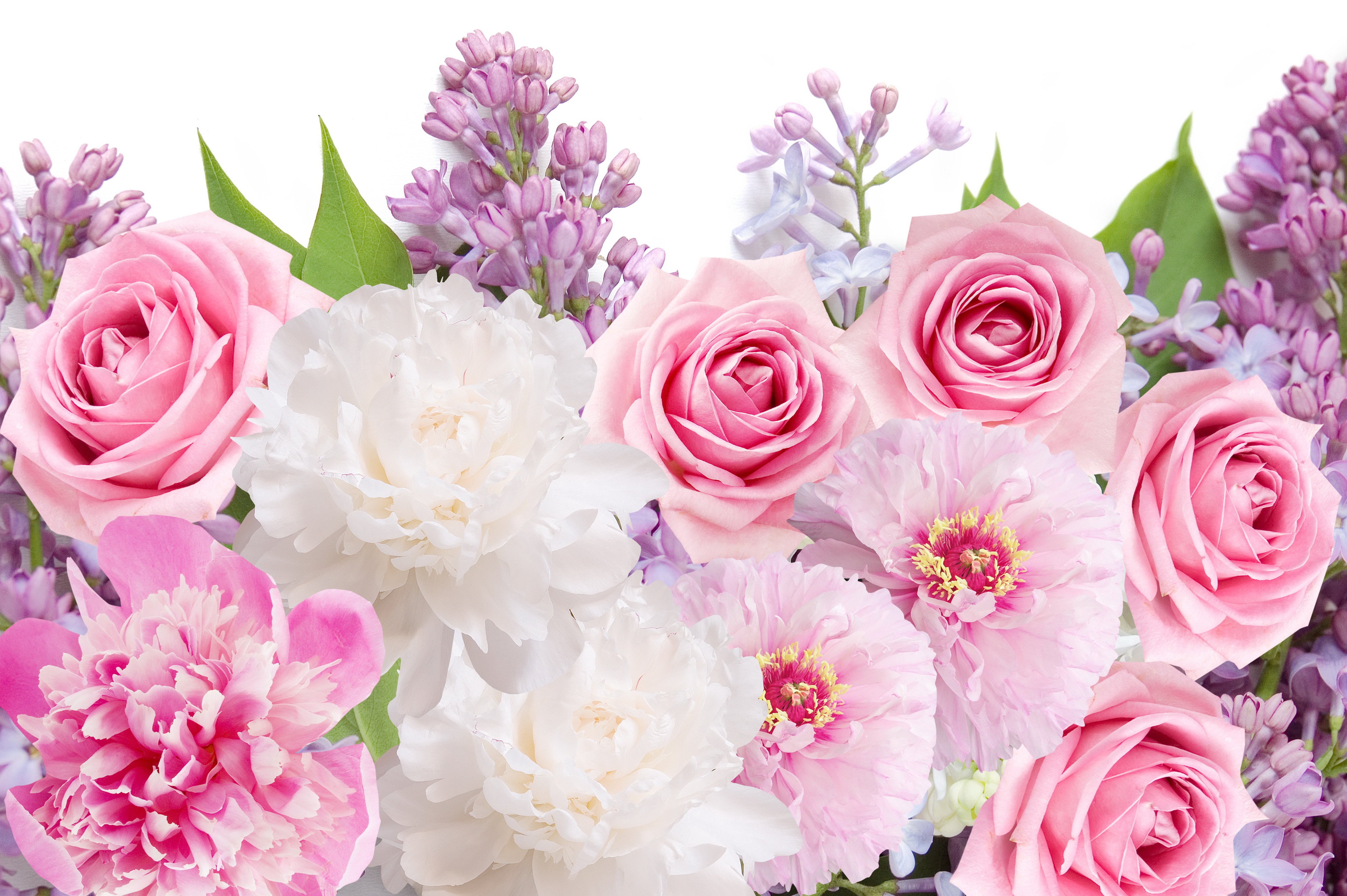 Wallpapers lilacs peonies flowers on the desktop