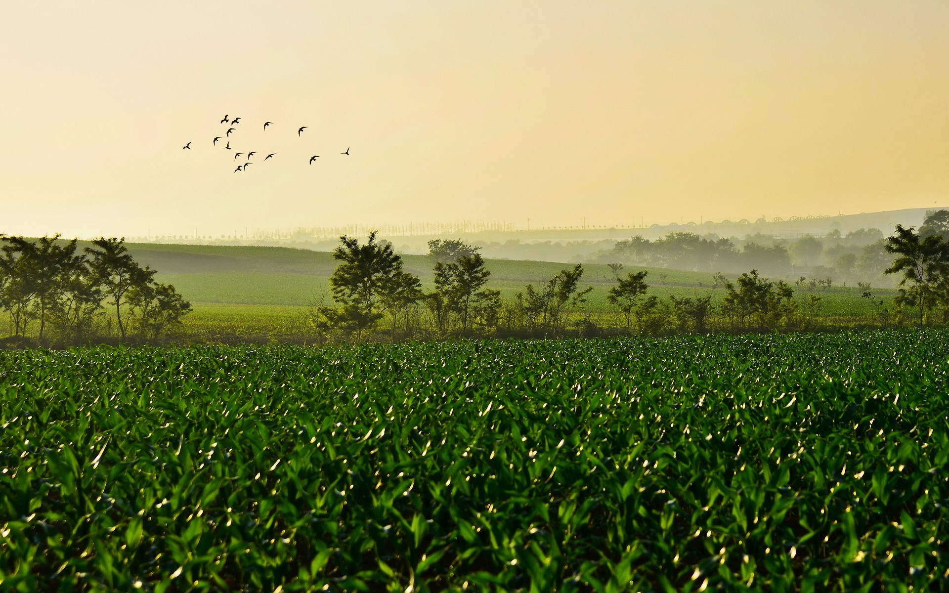 桌面上的壁纸日光 景观 日落