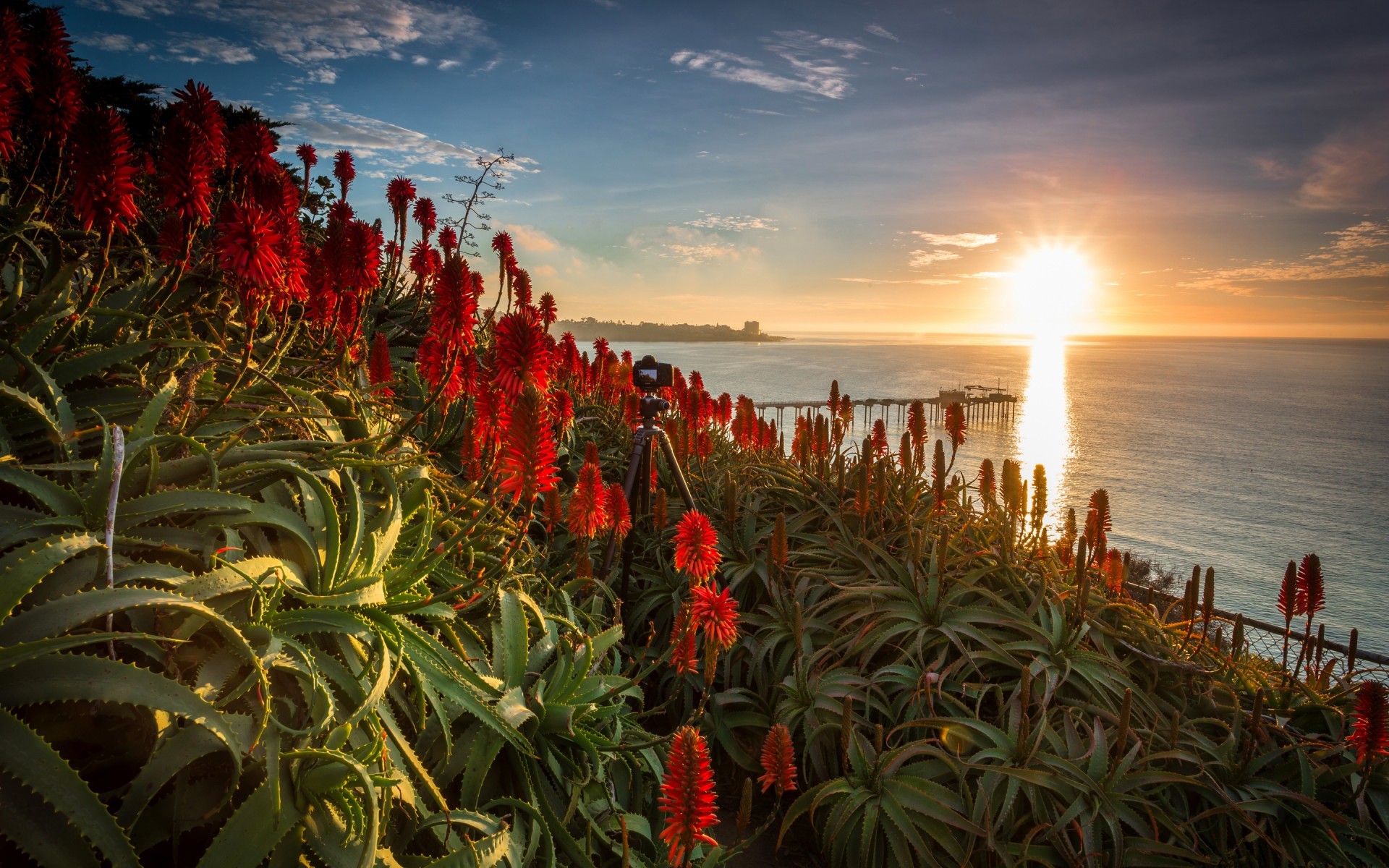 Free photo Sea sunset through scarlet flowers