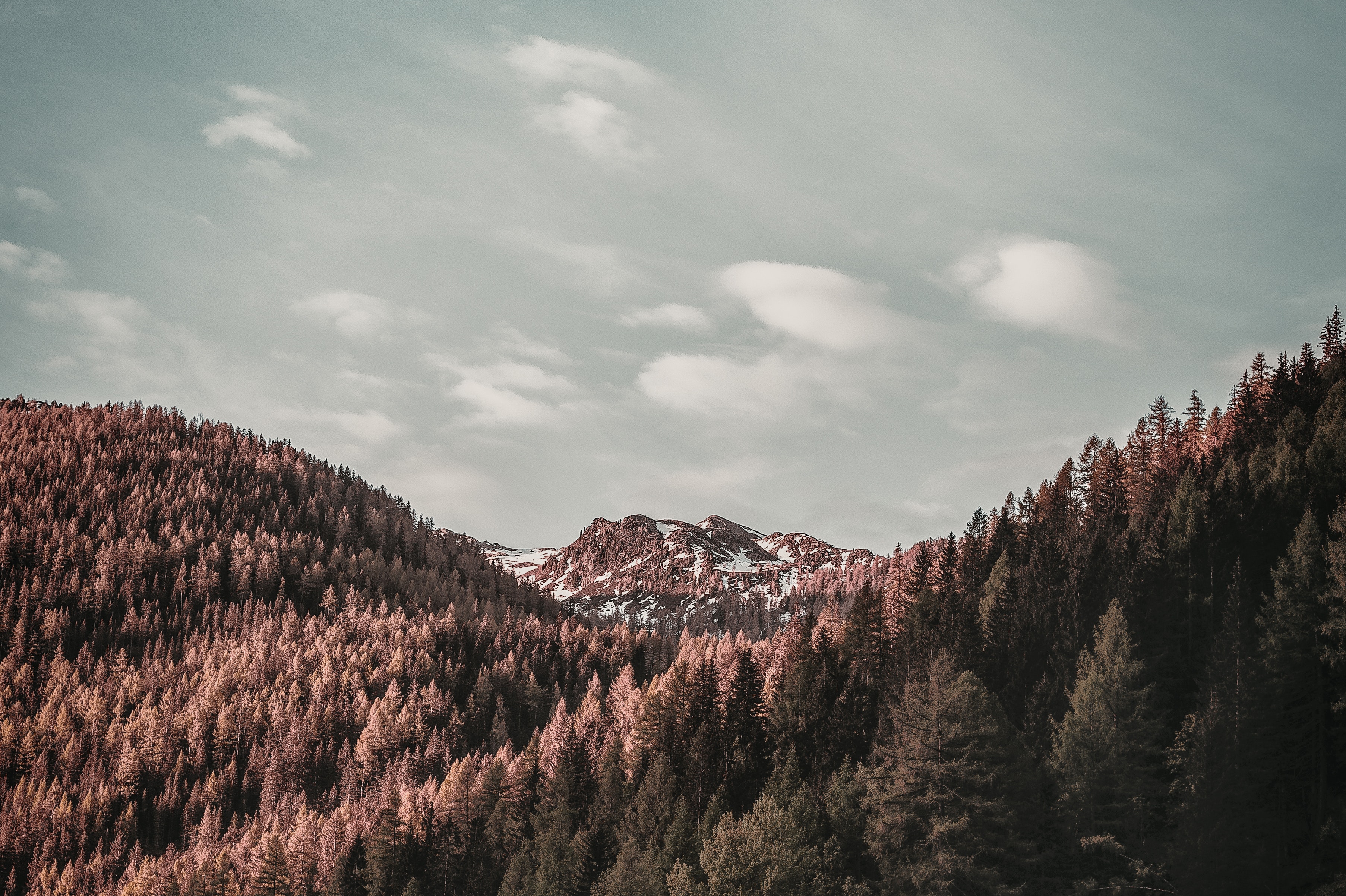 Free photo Tree tops in the mountains