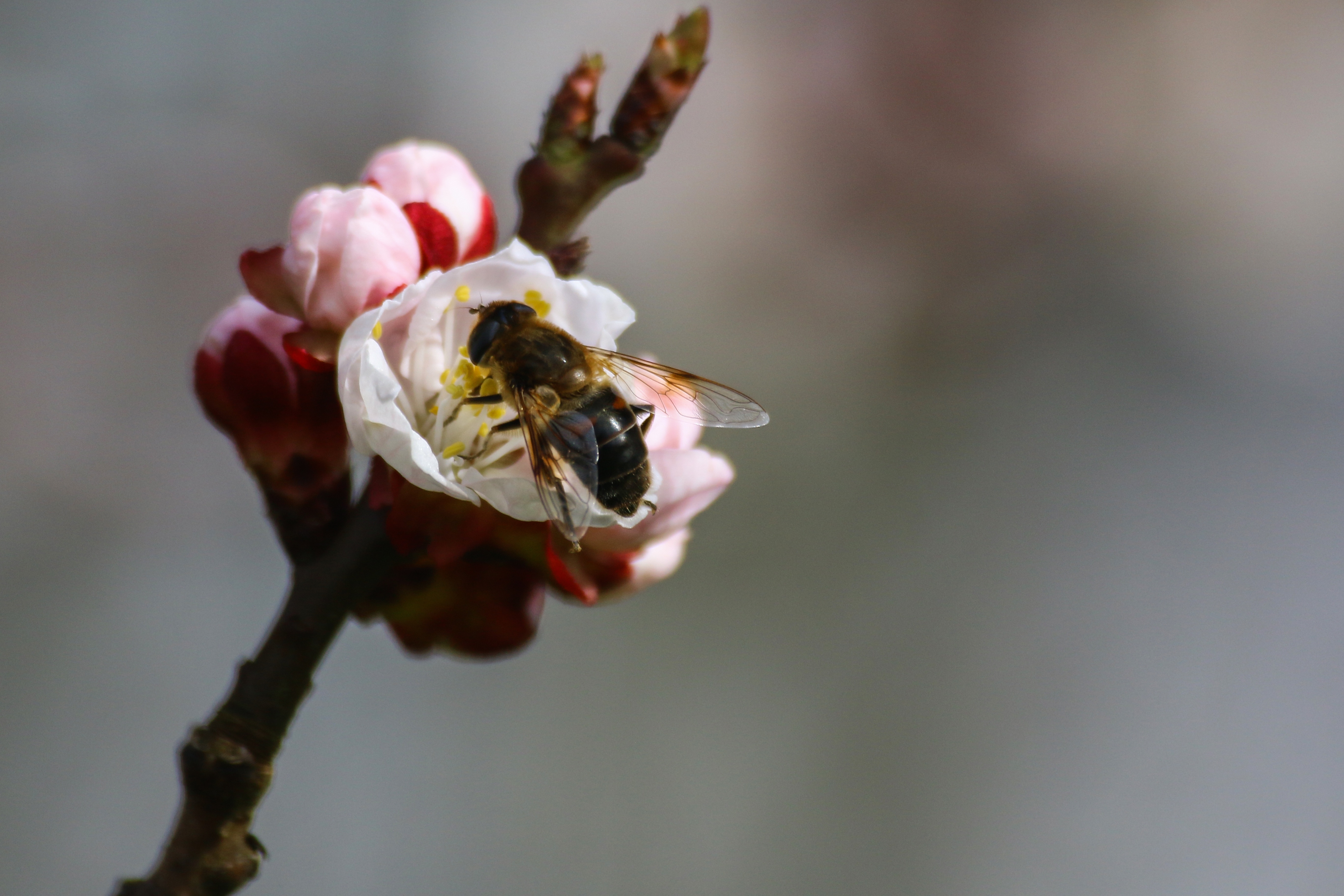 Free photo A bee eats nectar on a white flower