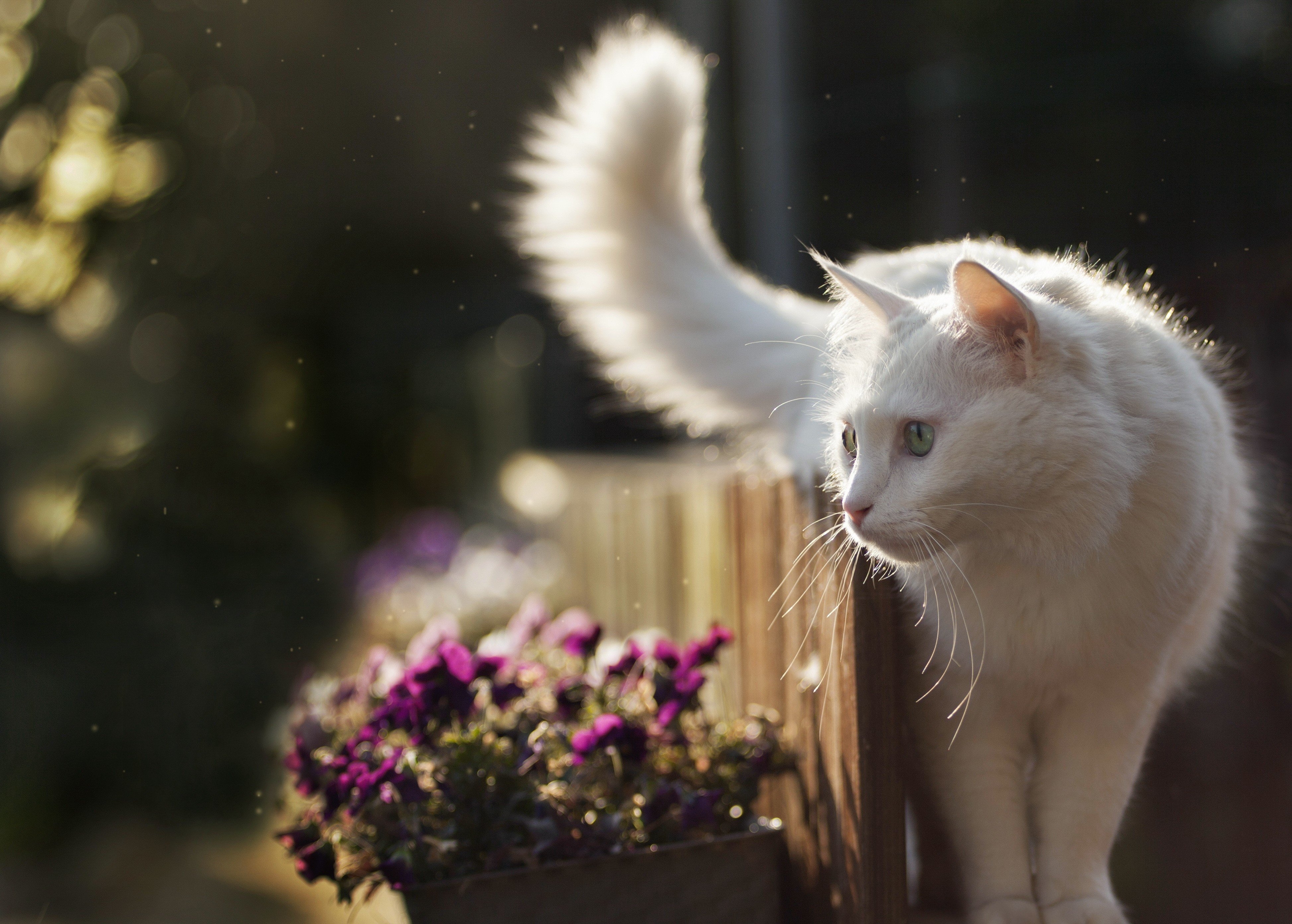 Free photo White cat beds