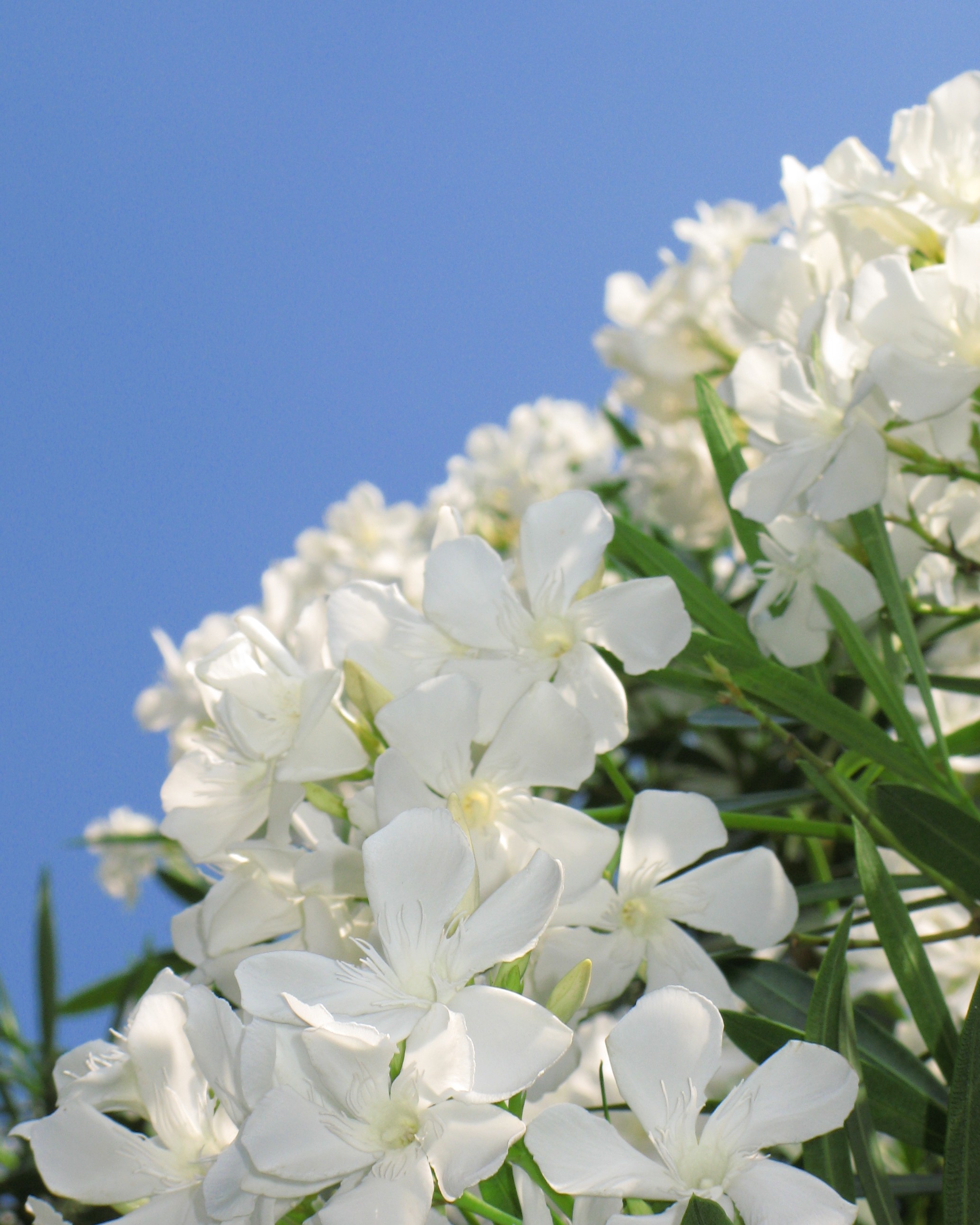 Wallpapers branch blossom plant on the desktop