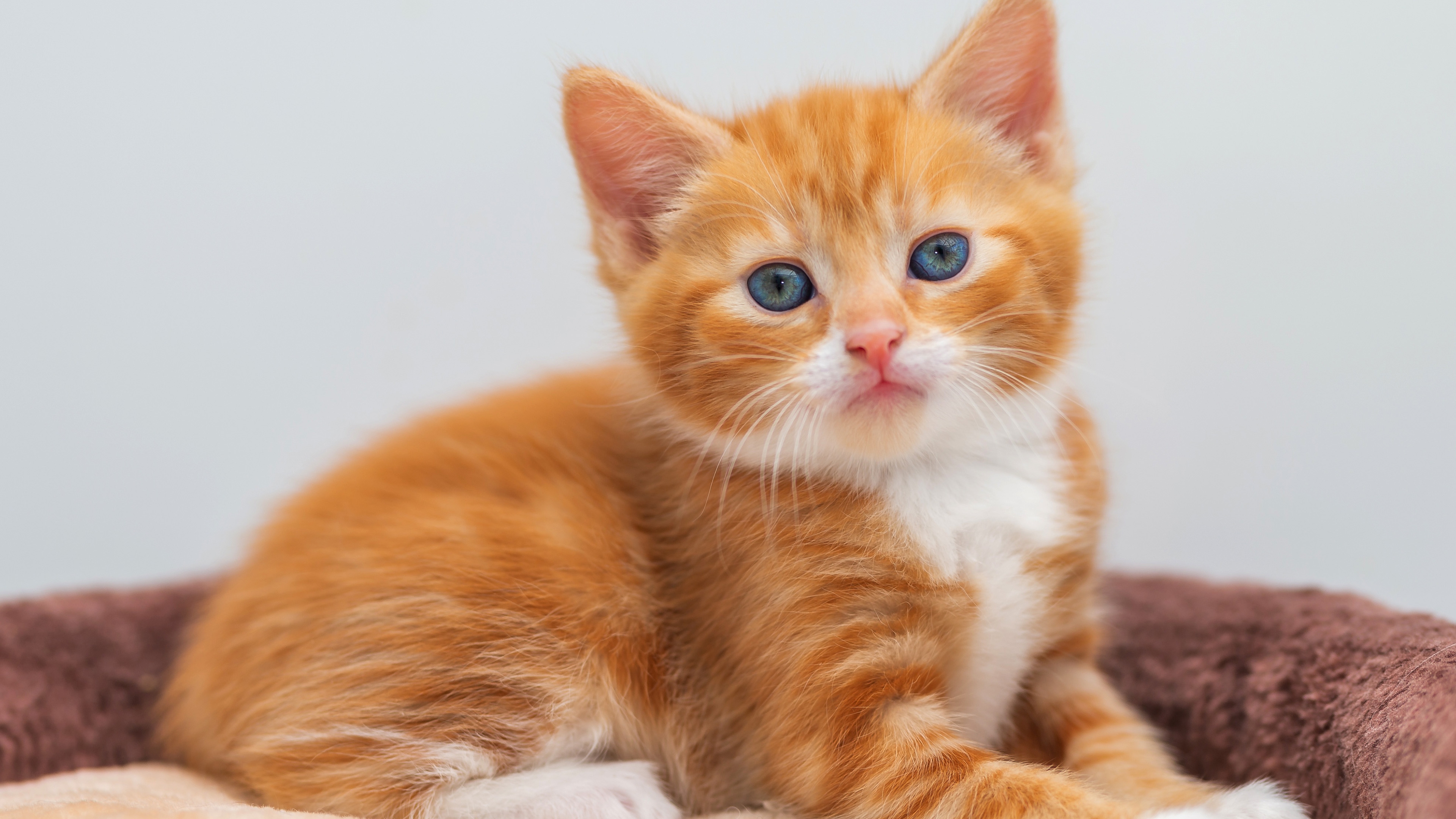 A little ginger kitten