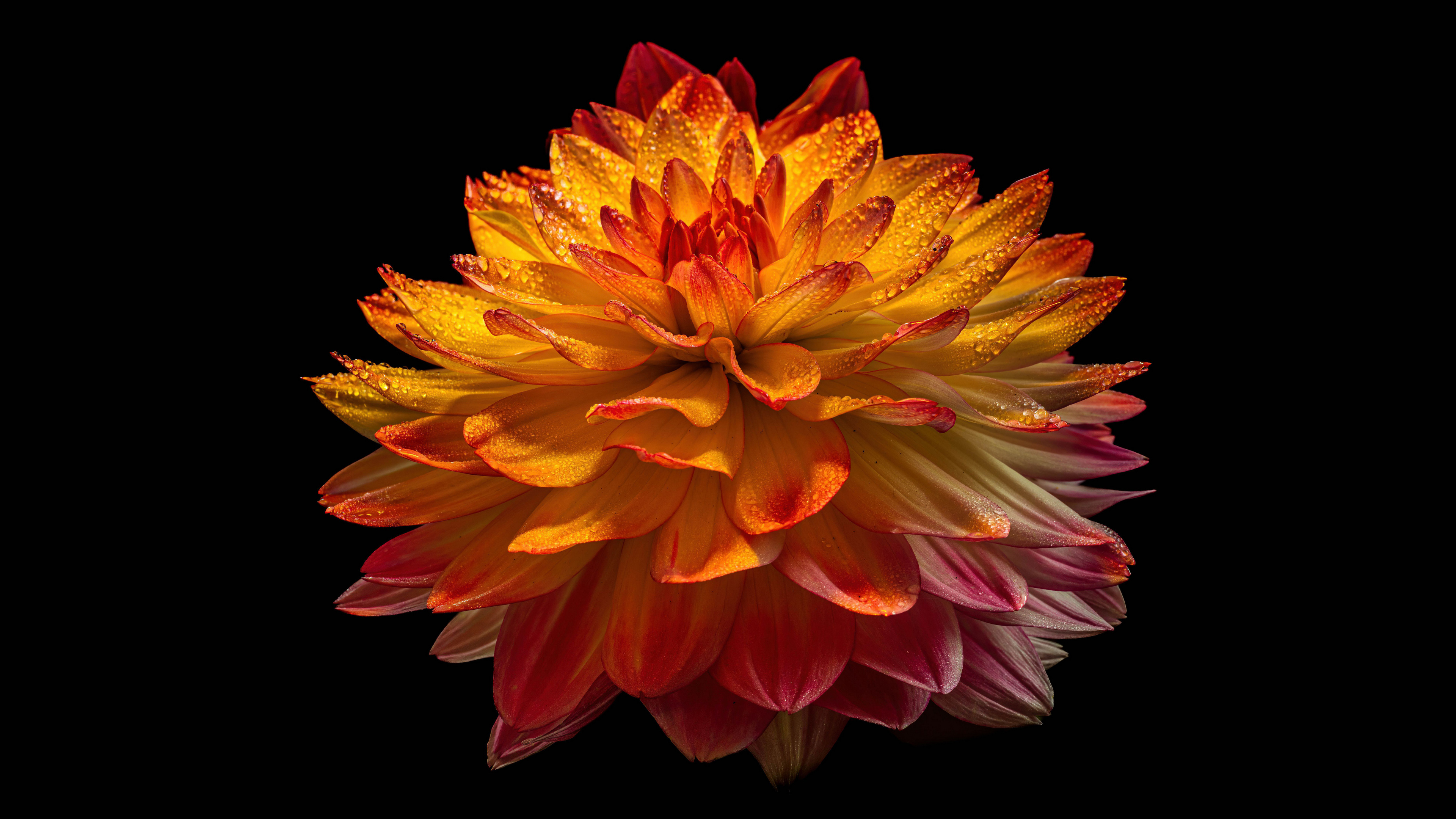 Free photo Yellow dahlia on black background