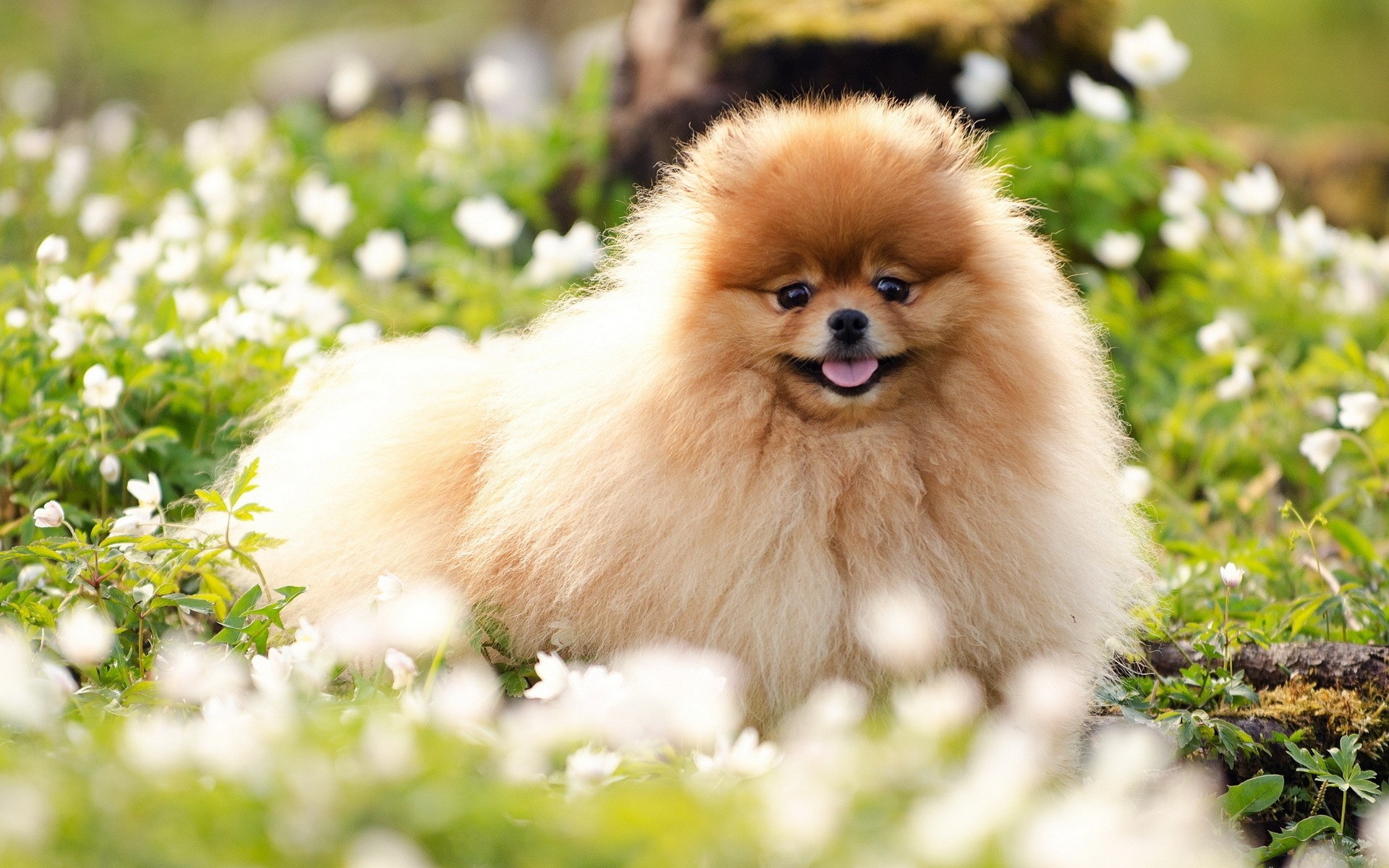 Wallpapers flowers grass dog on the desktop