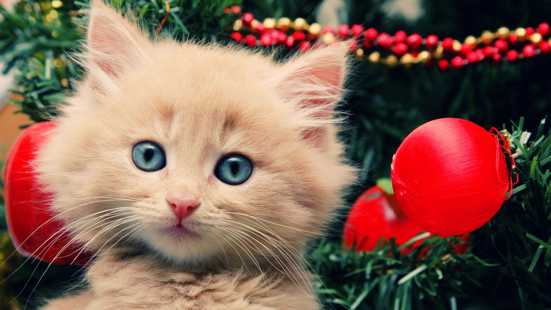 桌面上的壁纸姜 圣诞球 小