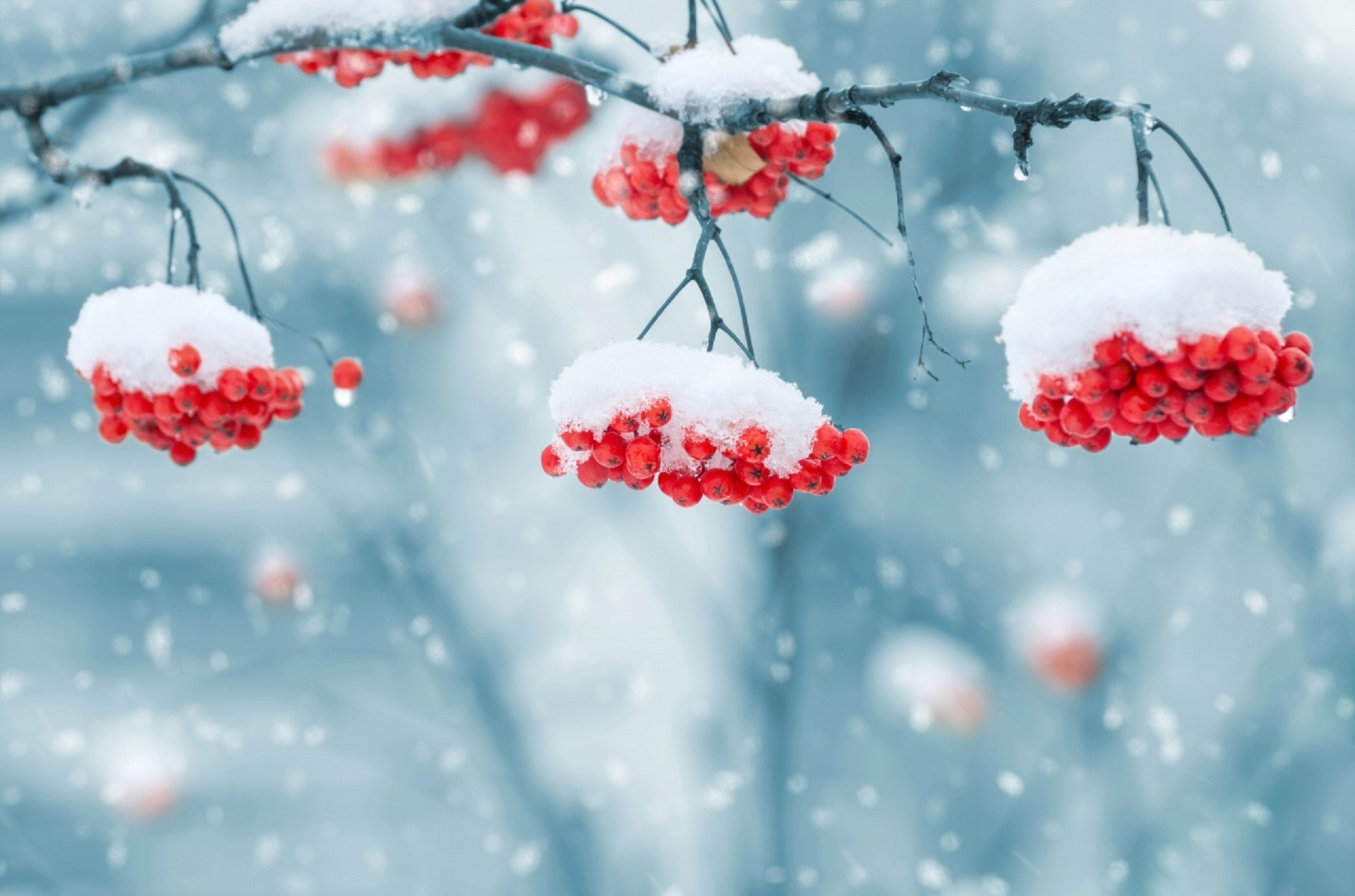 Free photo The rowan berries are snowed in late fall