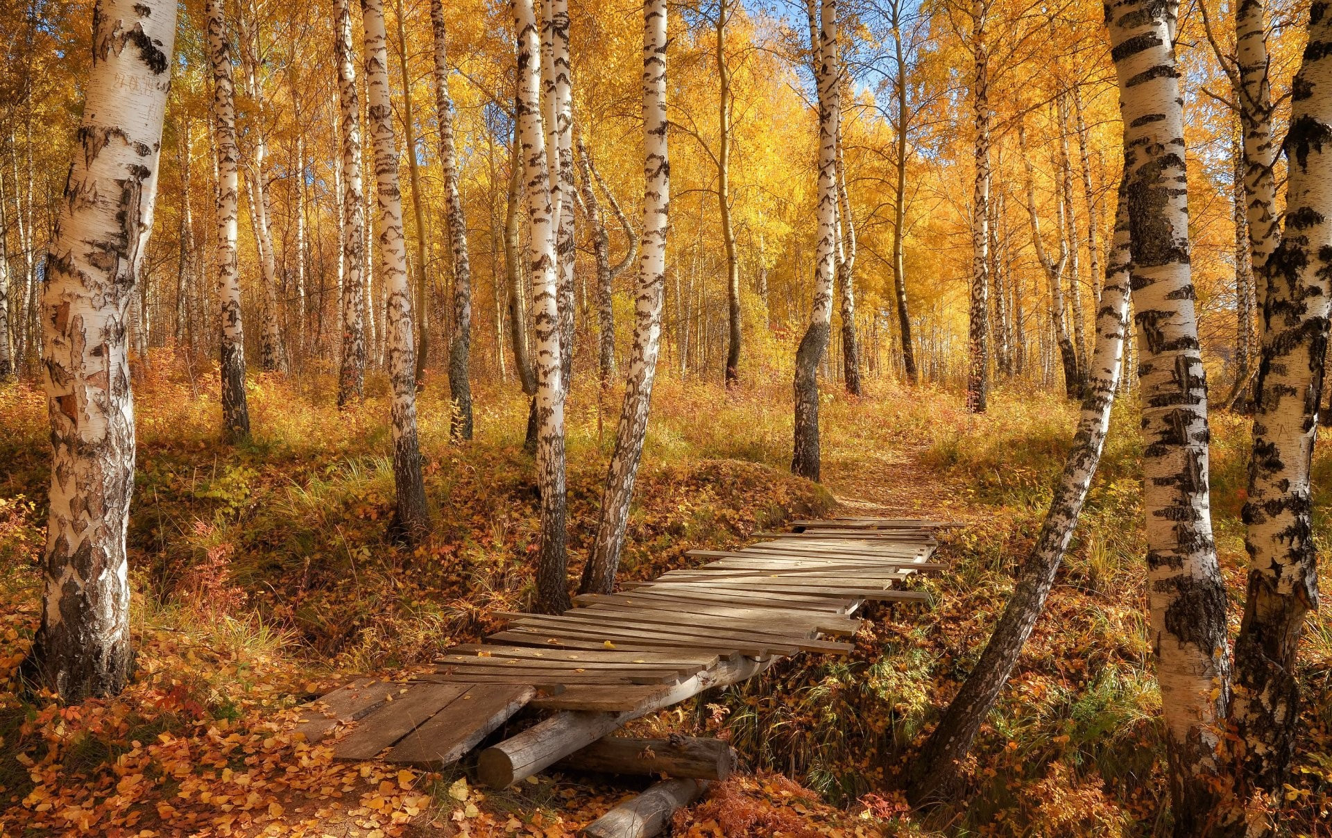 免费照片秋天白桦林中的一座破旧桥梁
