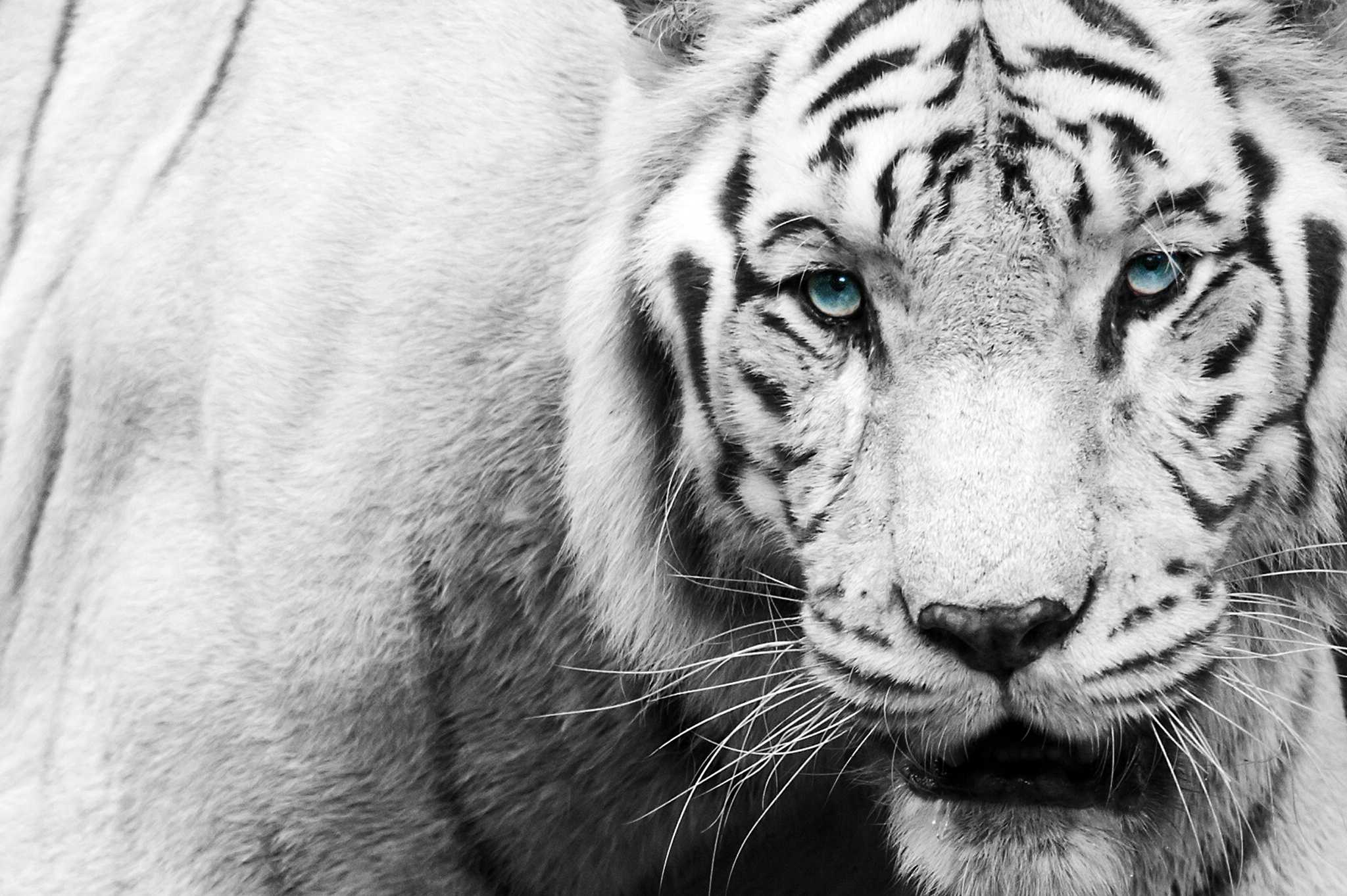 Wallpapers black and white tiger big cat on the desktop