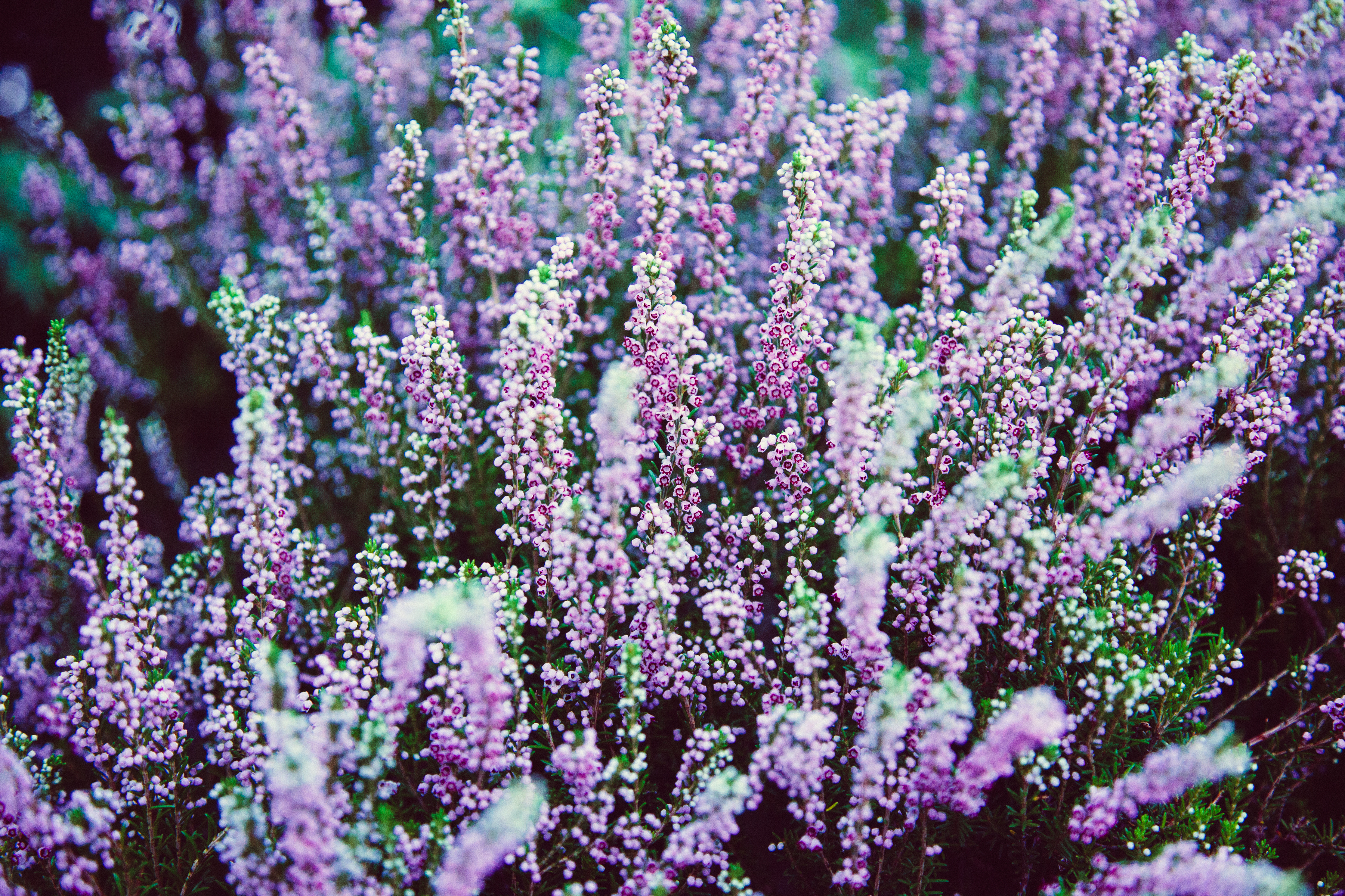 Wallpapers shrub french lavender flower on the desktop