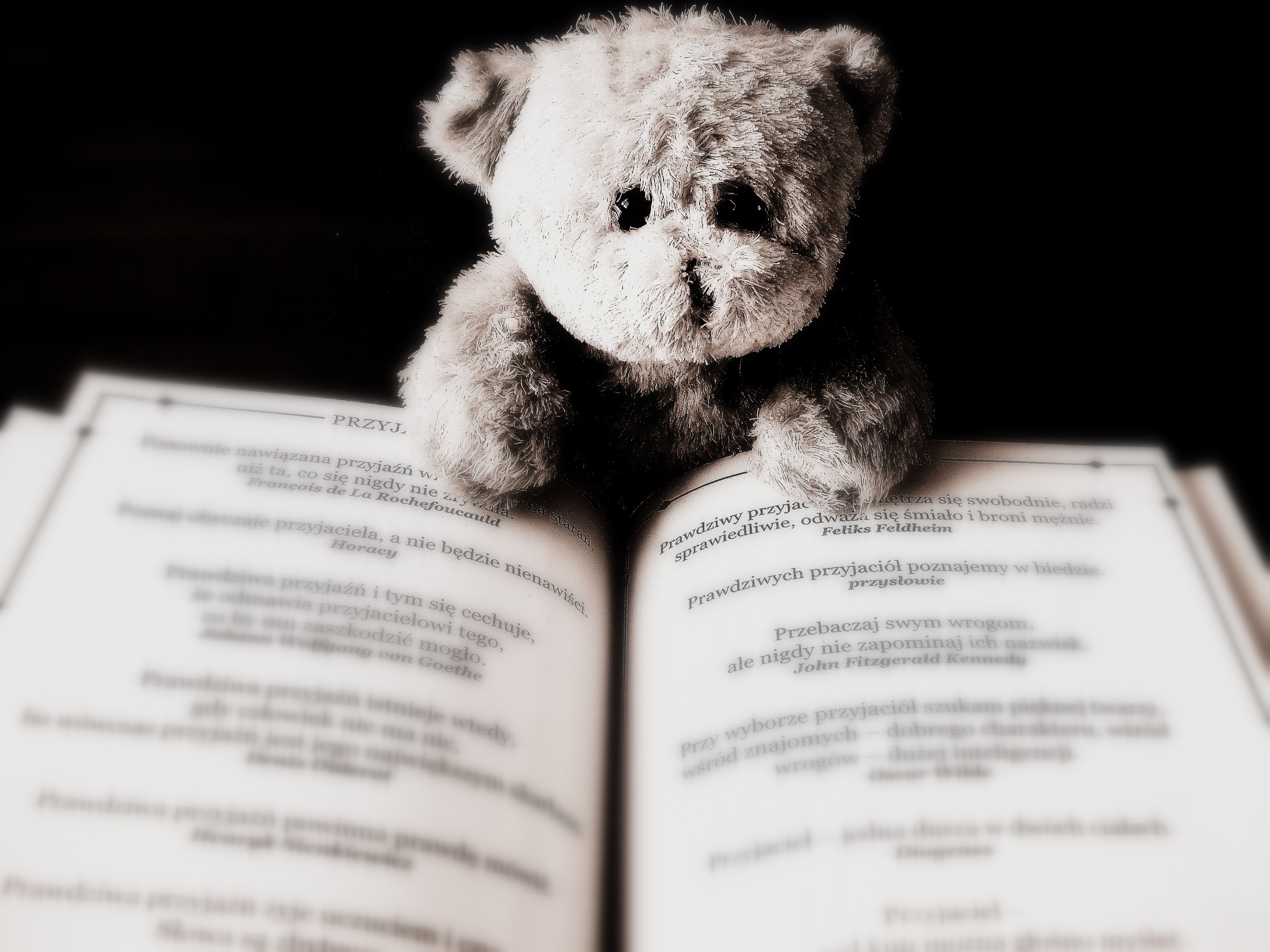 一只正在看书的泰迪熊