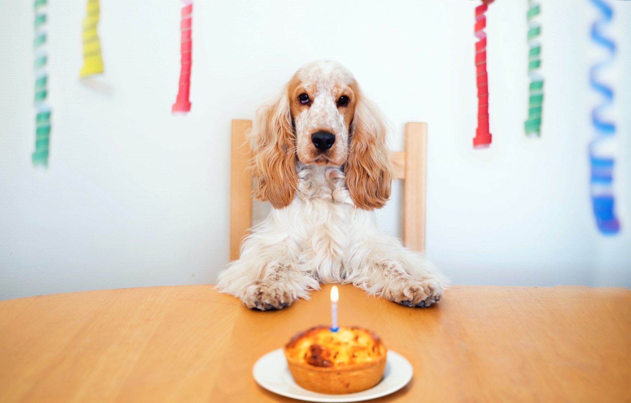 可卡犬用蛋糕庆祝自己的生日