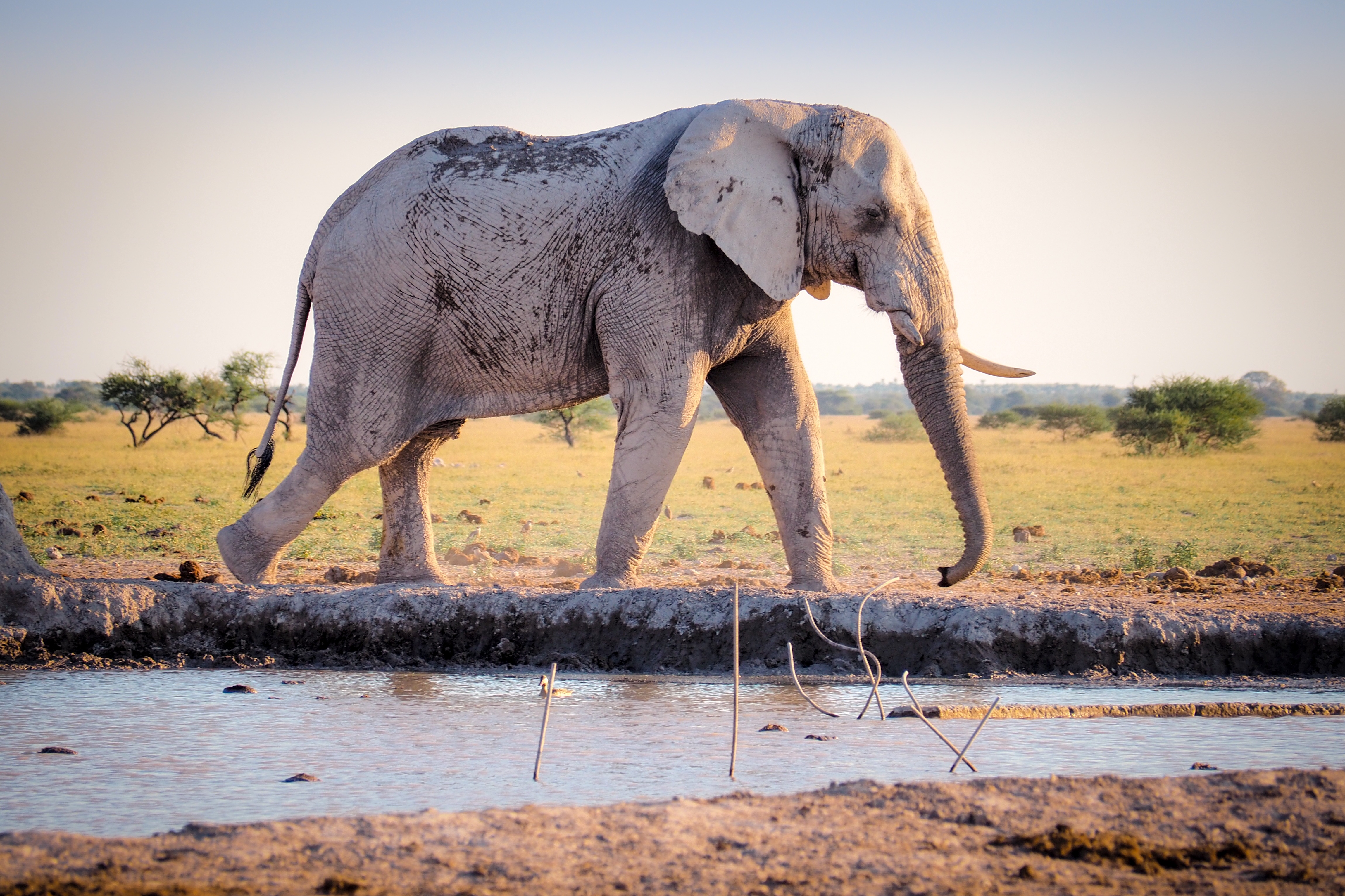 一头大象将自己浸泡在瀑布附近的泥浆中以冷却身体。