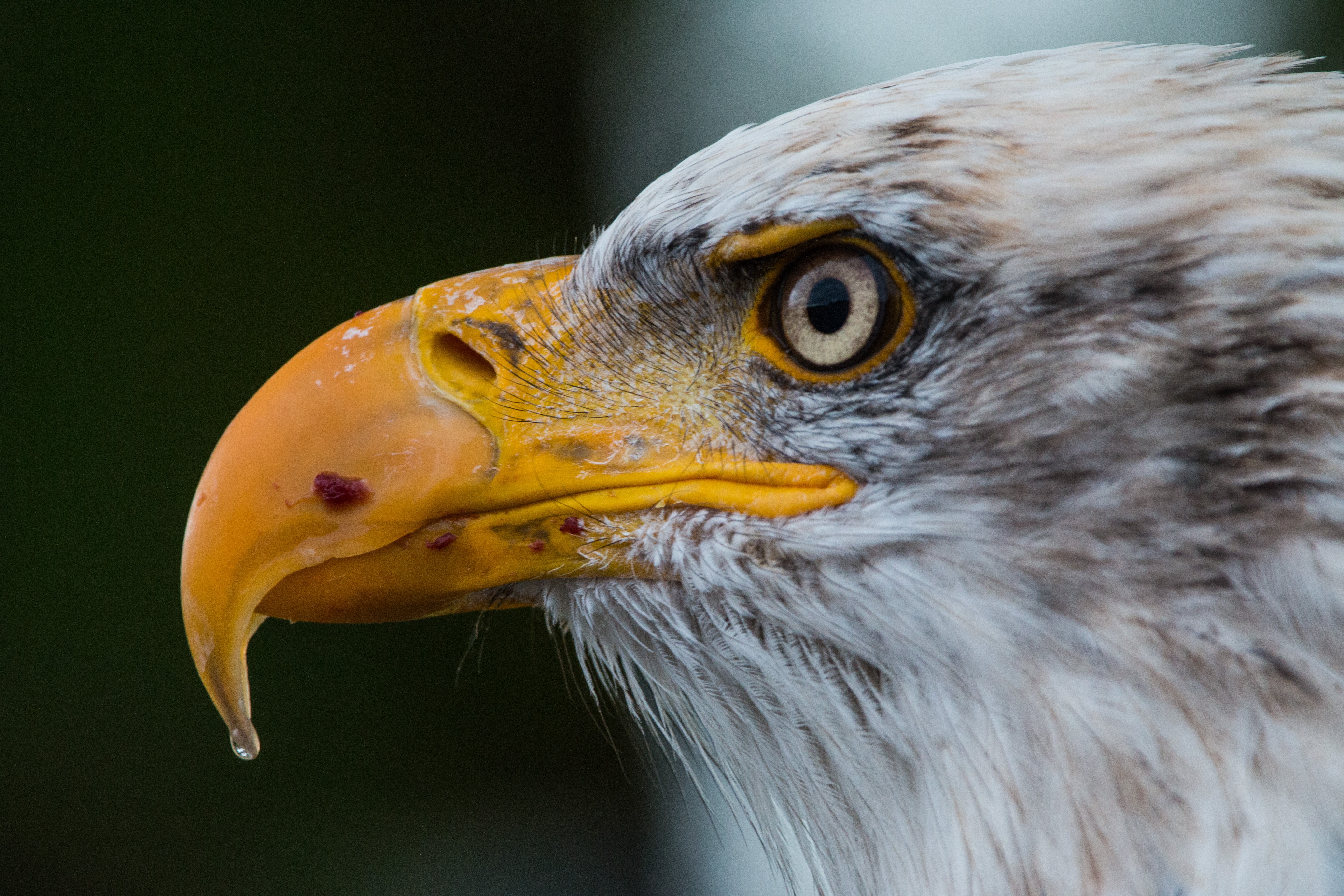 Wallpapers birds accipitriformes beak on the desktop