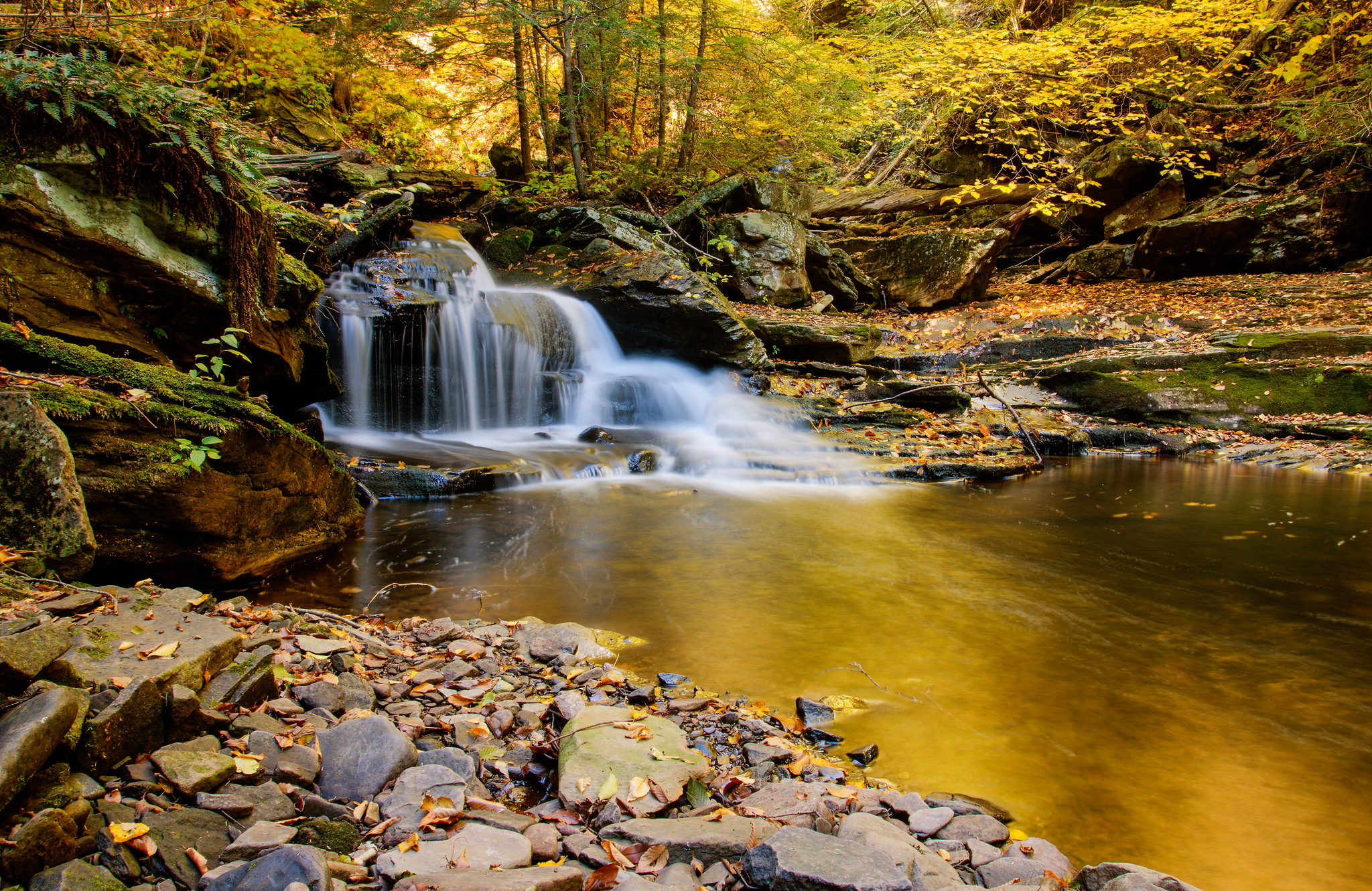 Wallpapers fall trees nature on the desktop