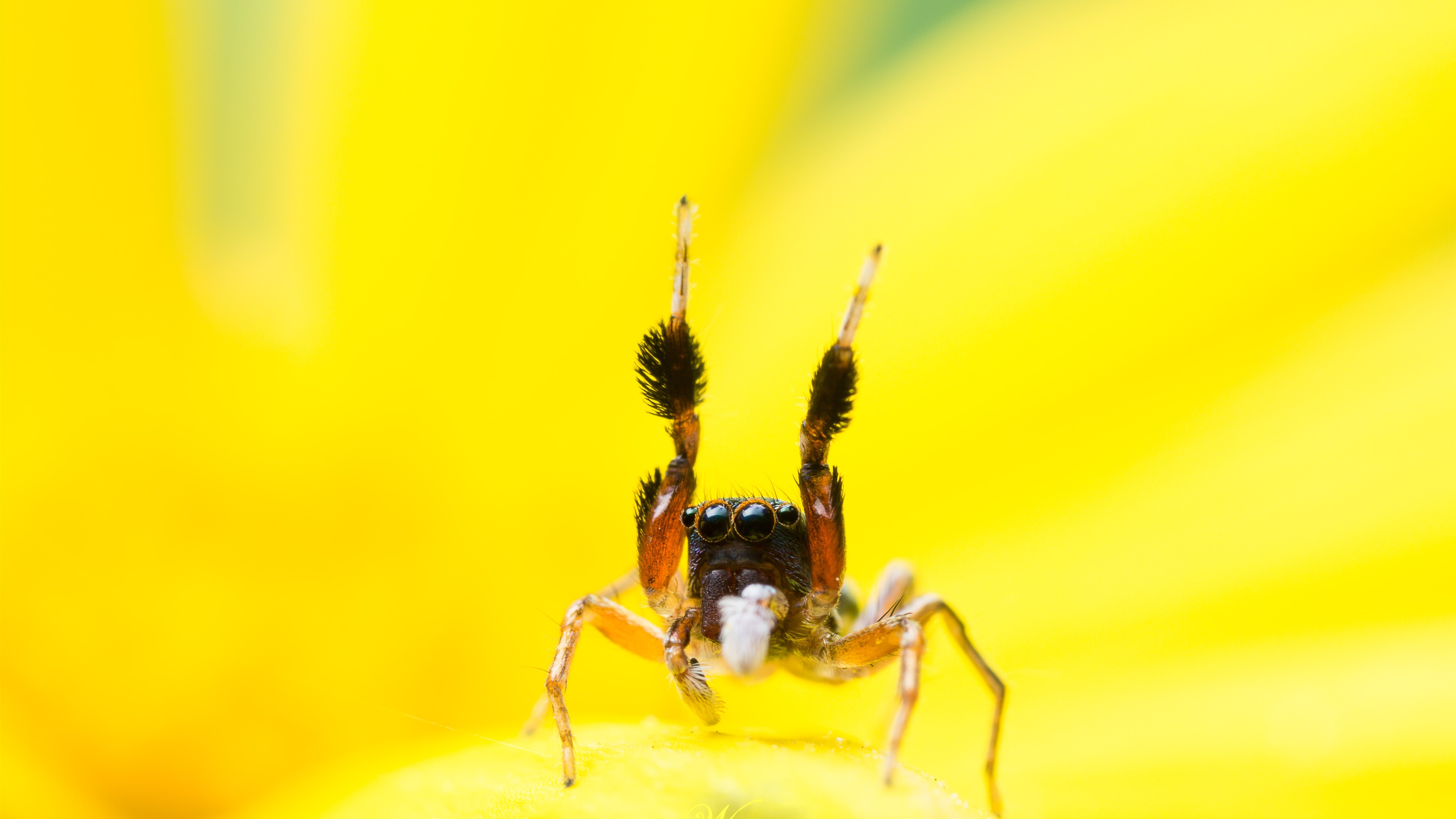 Free photo A little spider on a yellow background