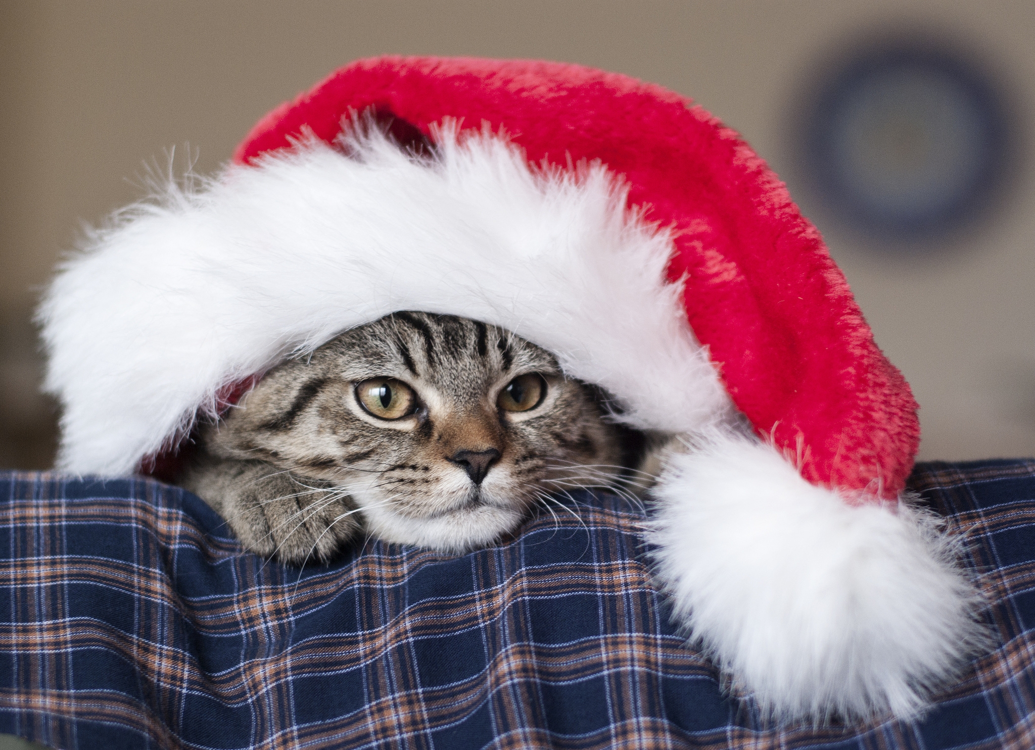 戴圣诞帽的小猫