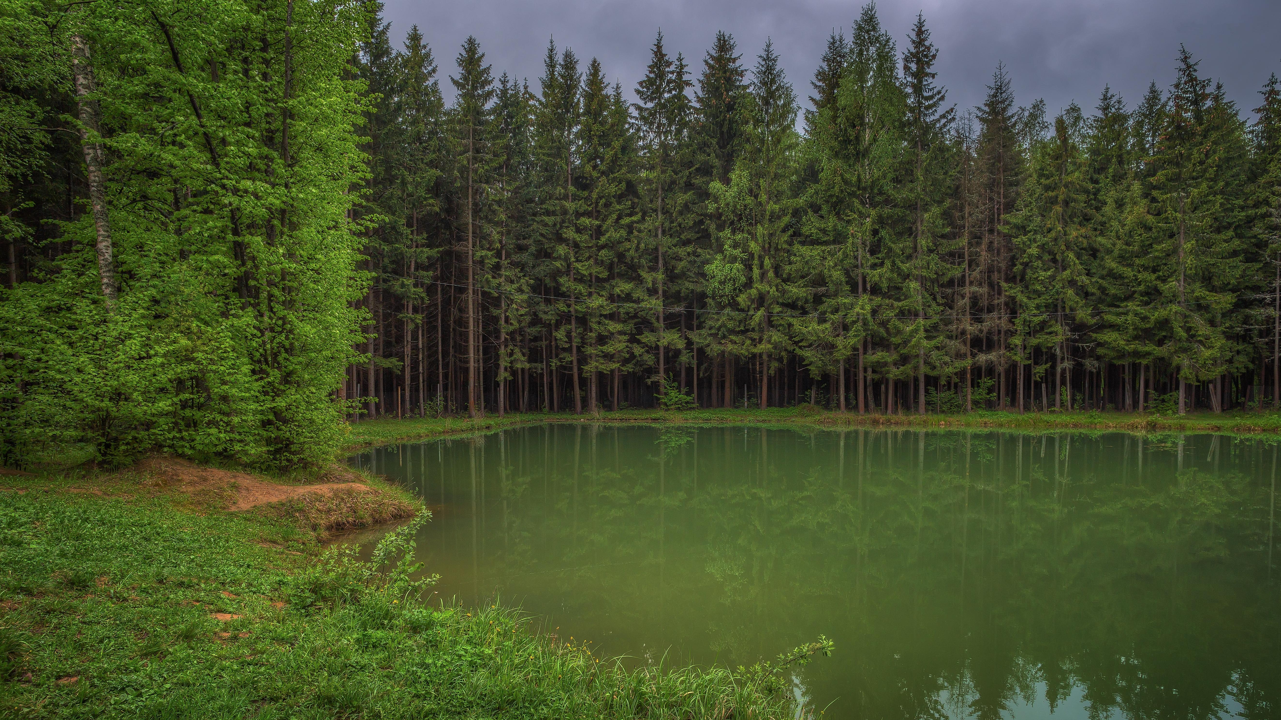 Wallpapers forest trees Russia on the desktop