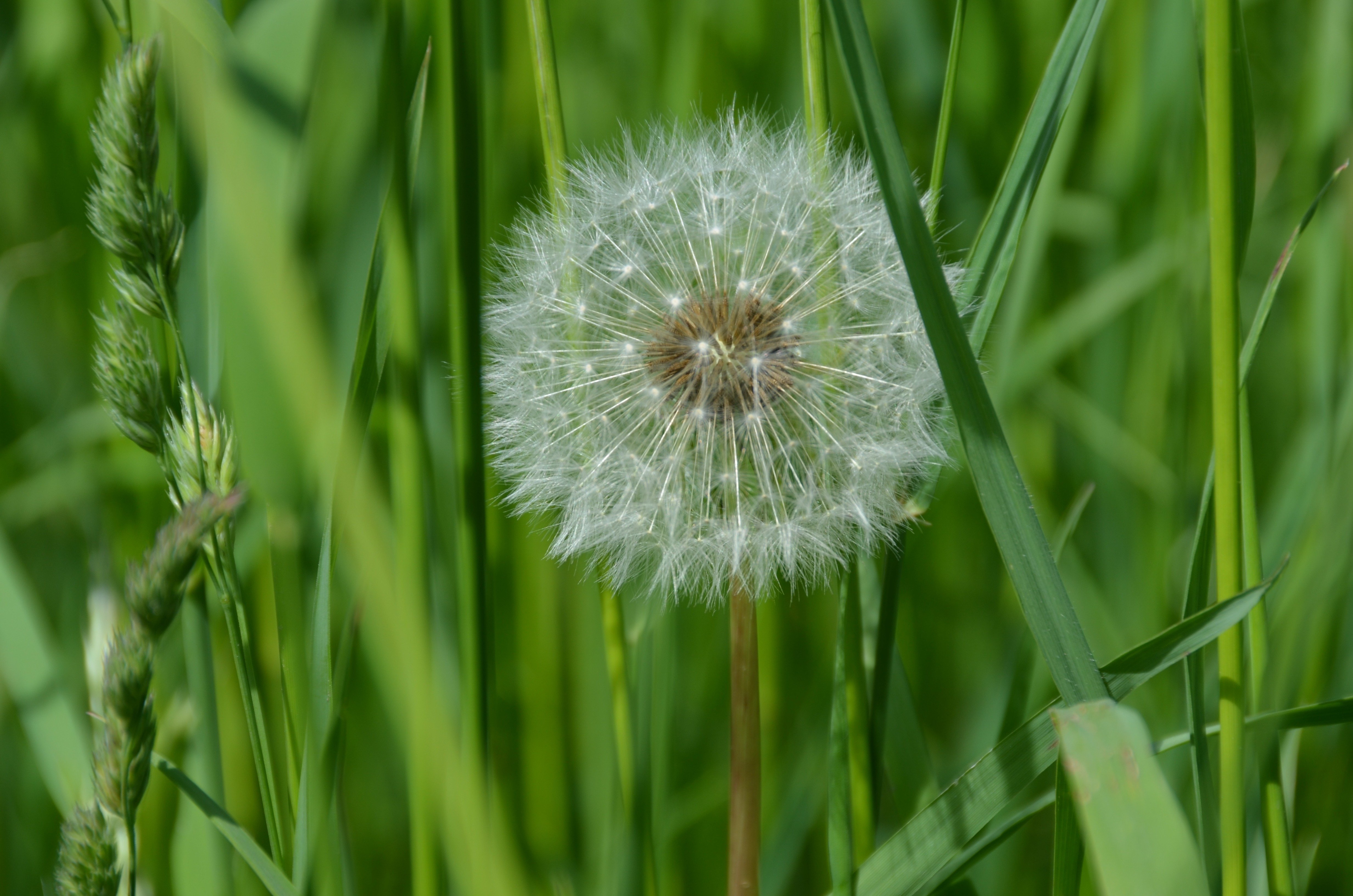 Wallpapers nature grass plant on the desktop