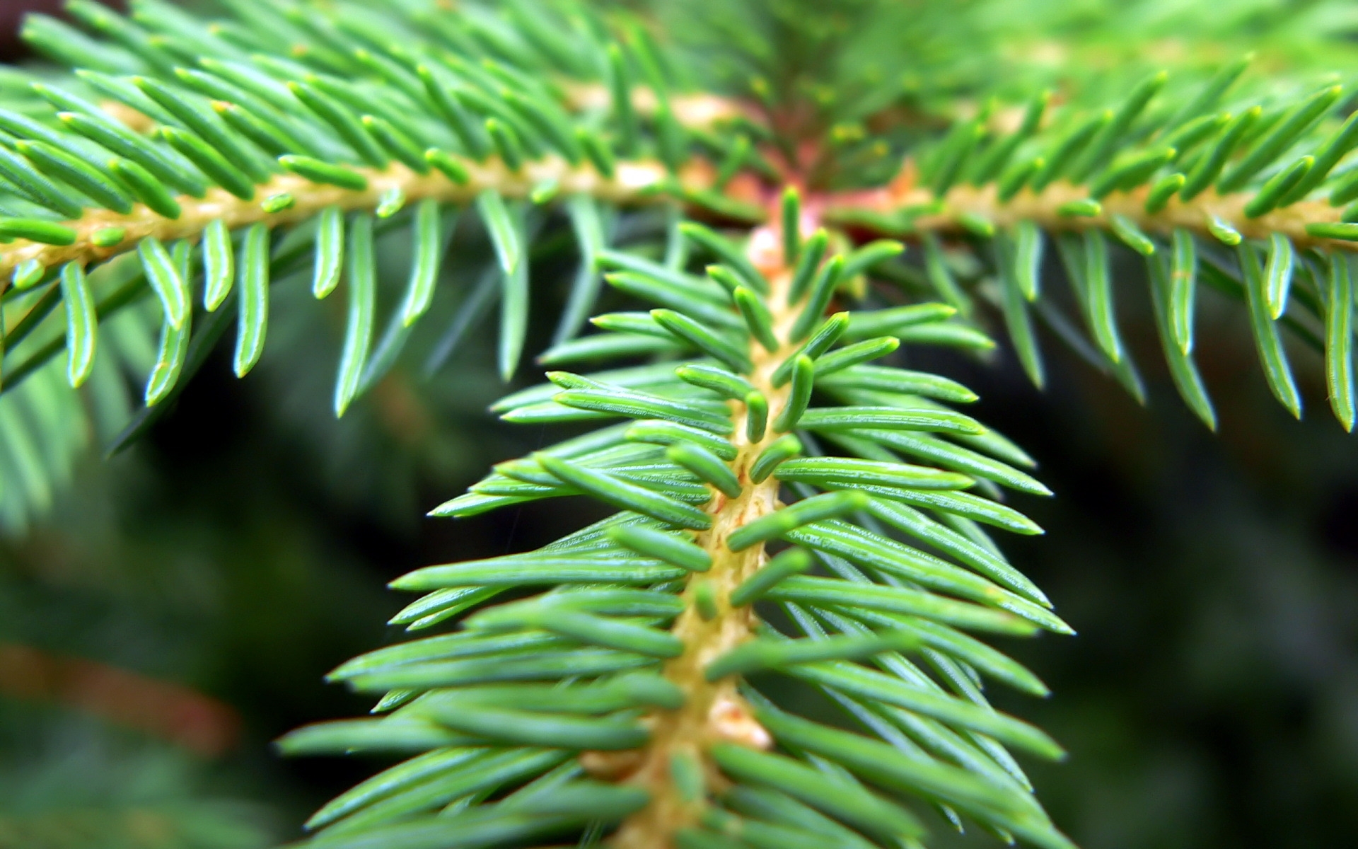 Wallpapers spruce twig tree on the desktop