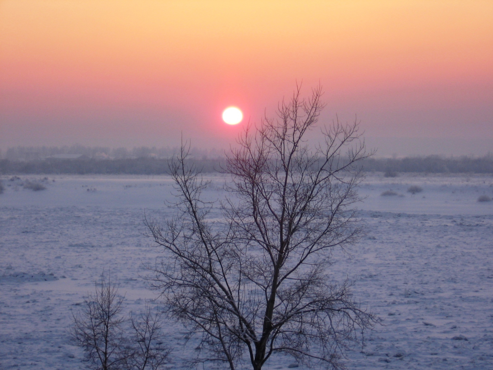 Бесплатное фото Дерево у замёрзшей реки на закате