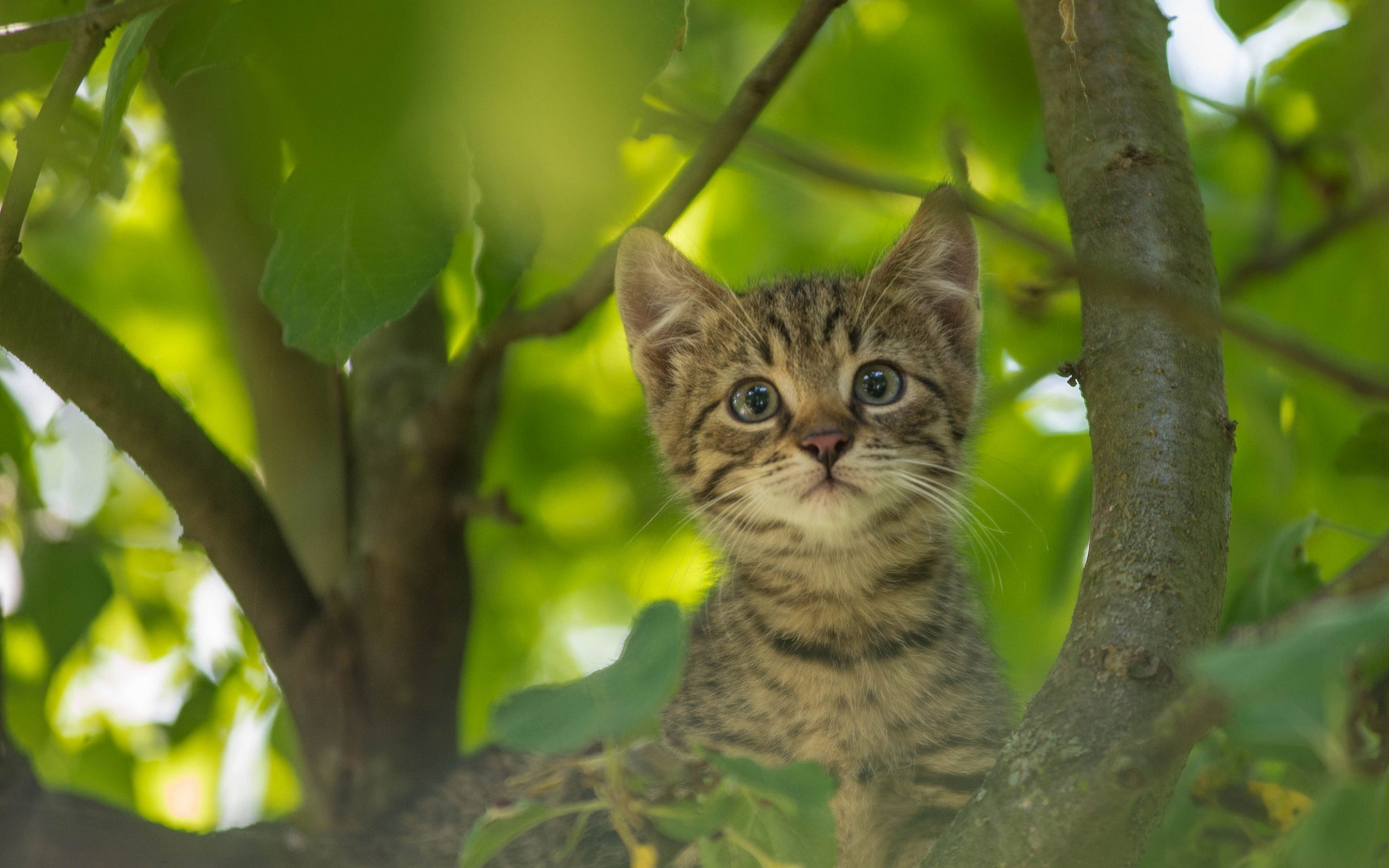 A curious kitten in a tree